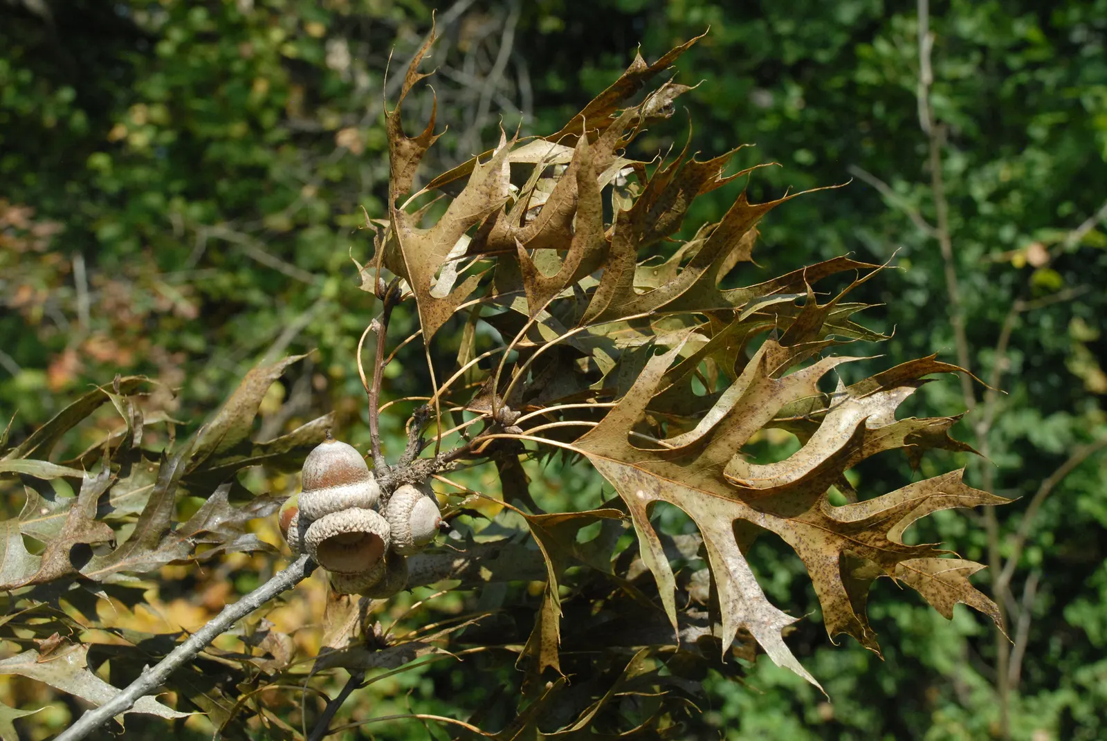 Shumard Oak (Quercus Shumardii) — maturing to a majestic 40 to 60 feet with a spread of 40 to 60 feet at a moderate pace