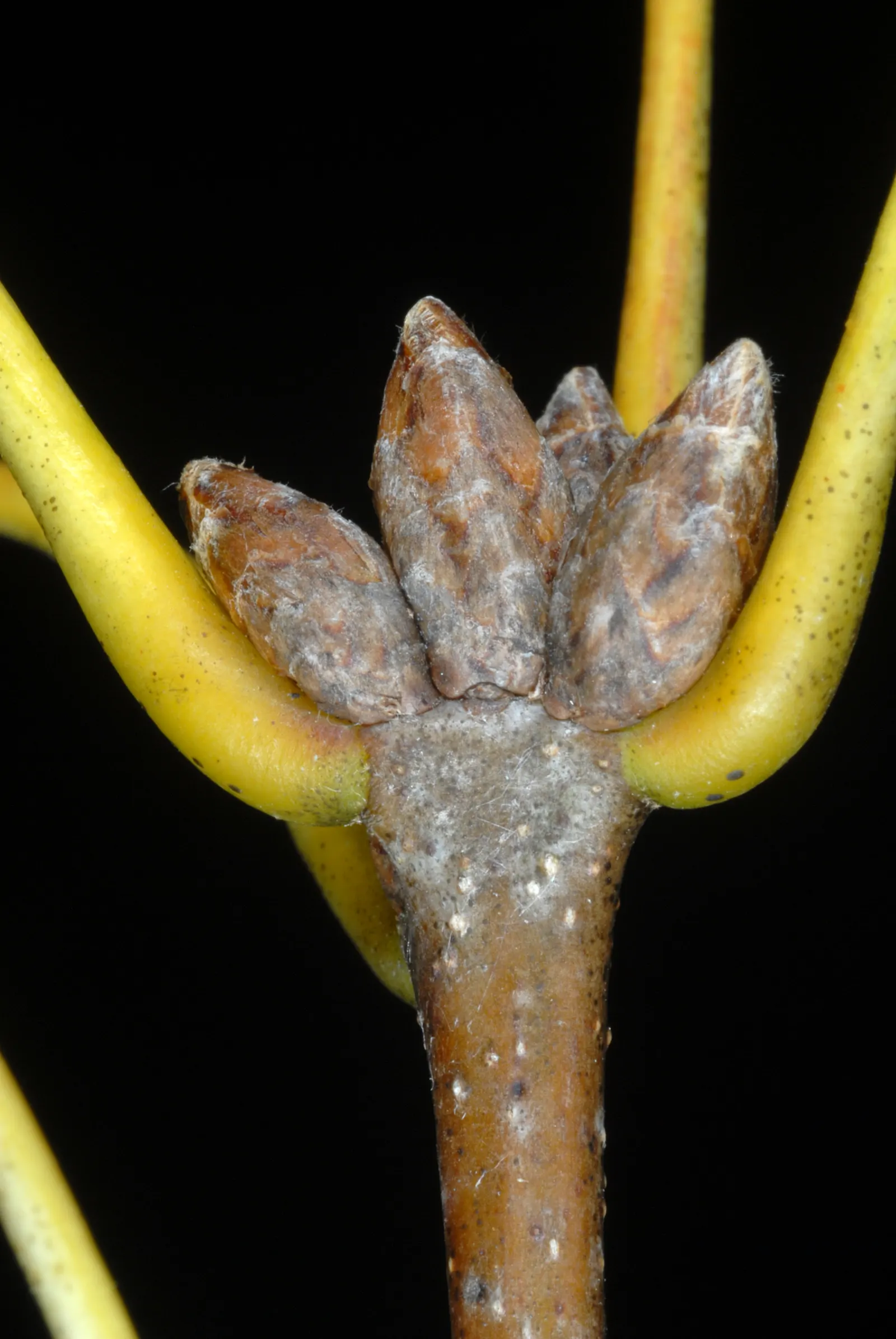 Shumard Oak (Quercus Shumardii) — allowance should be made for its potential root spread