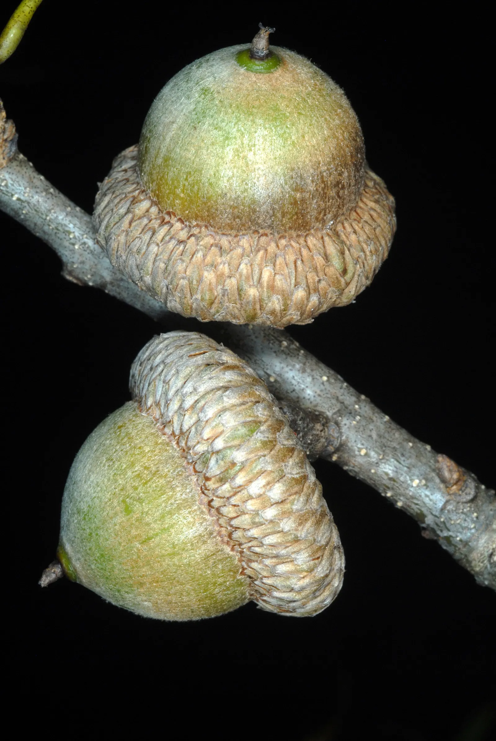 Shumard Oak (Quercus Shumardii) — the Shumard Oak is distinguished by its canopy which