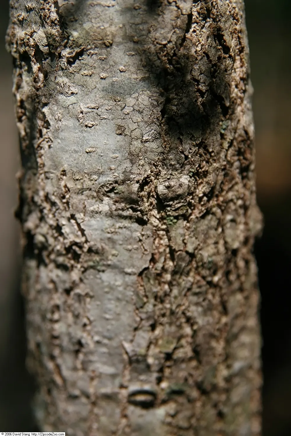 Shumard Oak (Quercus Shumardii) — providing ample shade and remarkable longevity