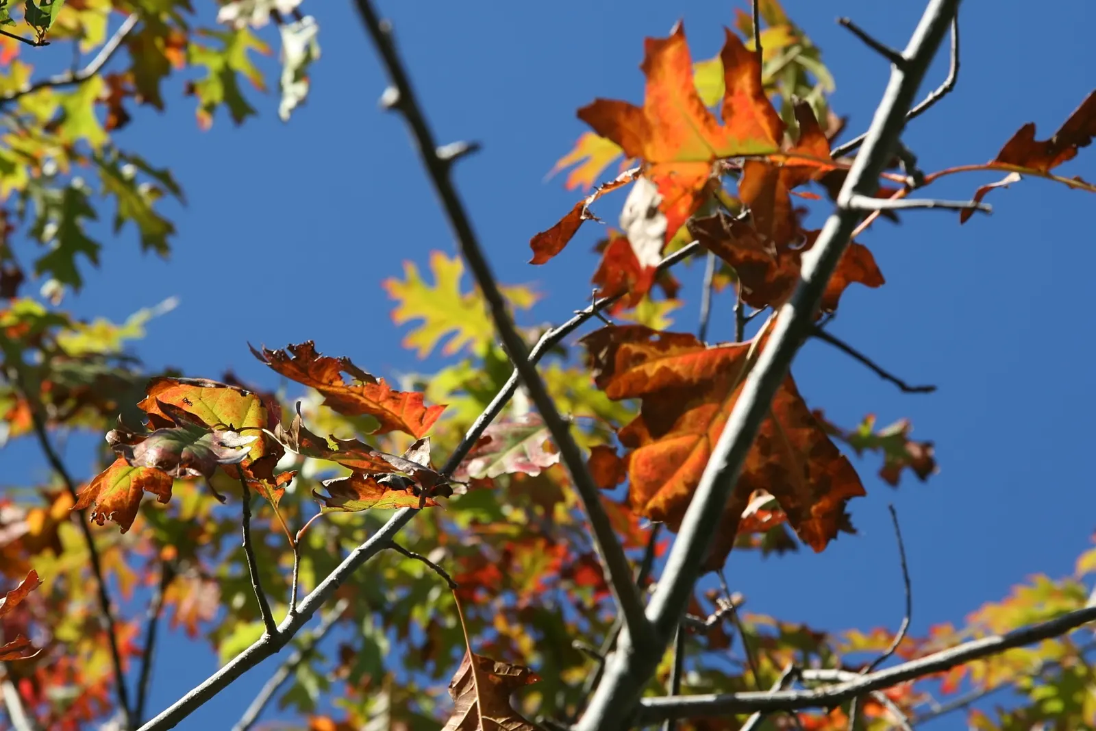 Shumard Oak (Quercus Shumardii) — it is ideal for large spaces; requiring moderate maintenance and providing year-round interest in expansive garden designs