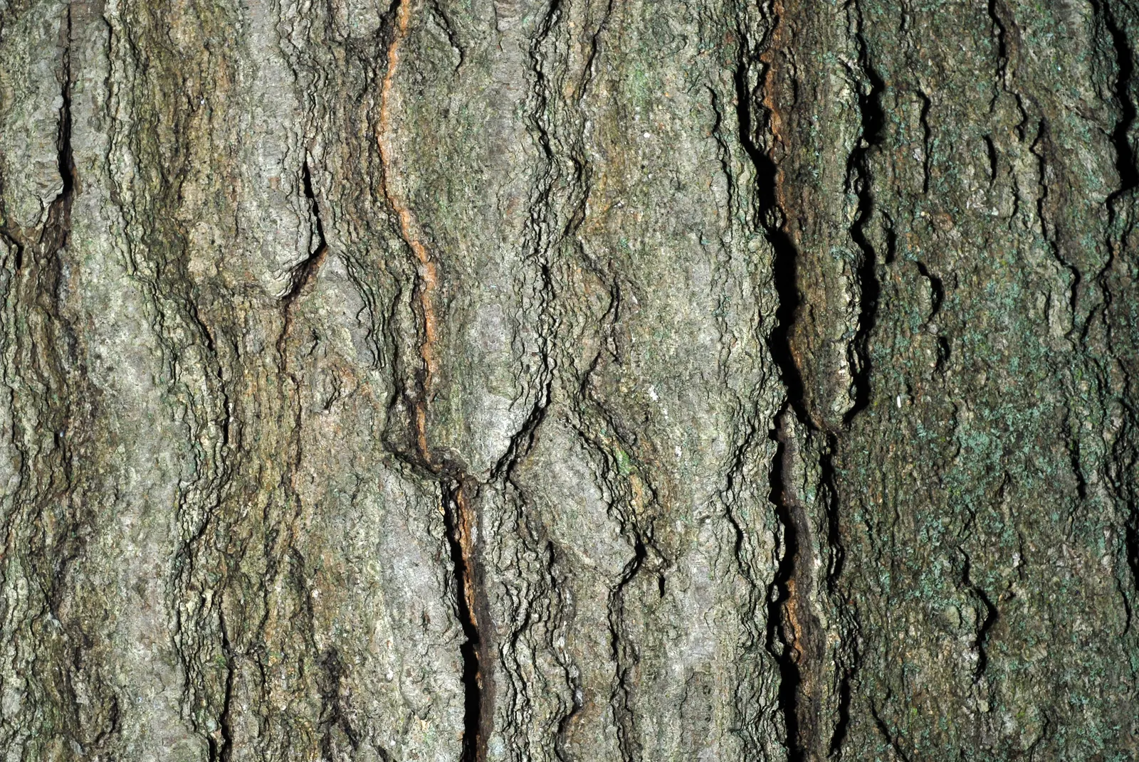 Shumard Oak (Quercus Shumardii) — Exhibits a striking red fall color and sturdy structure