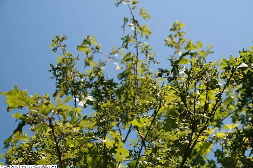 Shumard Oak (Quercus Shumardii) — is a stately deciduous tree and a choice specimen for landscape designs that require a grand natural anchor; serve as a food
