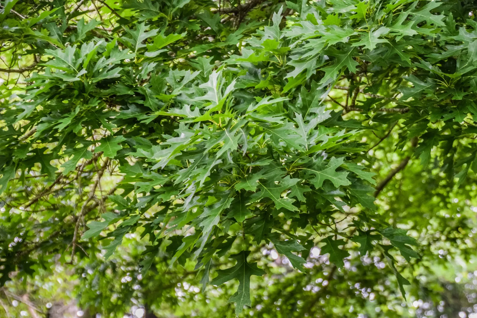 Shumard Oak (Quercus Shumardii) — Its acorns sustain wildlife