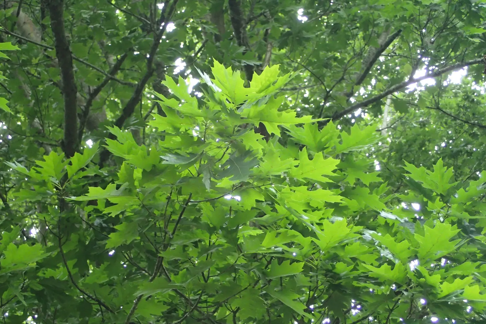 Shumard Oak (Quercus Shumardii) — glossy green in the growing season to a vibrant array of russet to scarlet hues in the fall; requiring moderate maintenance