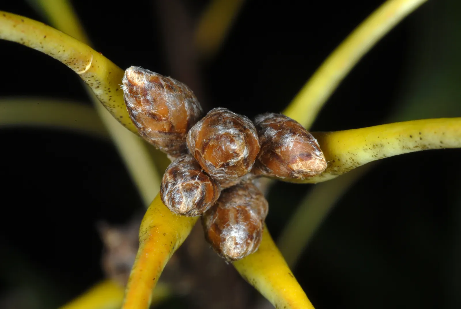 Shumard Oak (Quercus Shumardii) — A member of the red oak group
