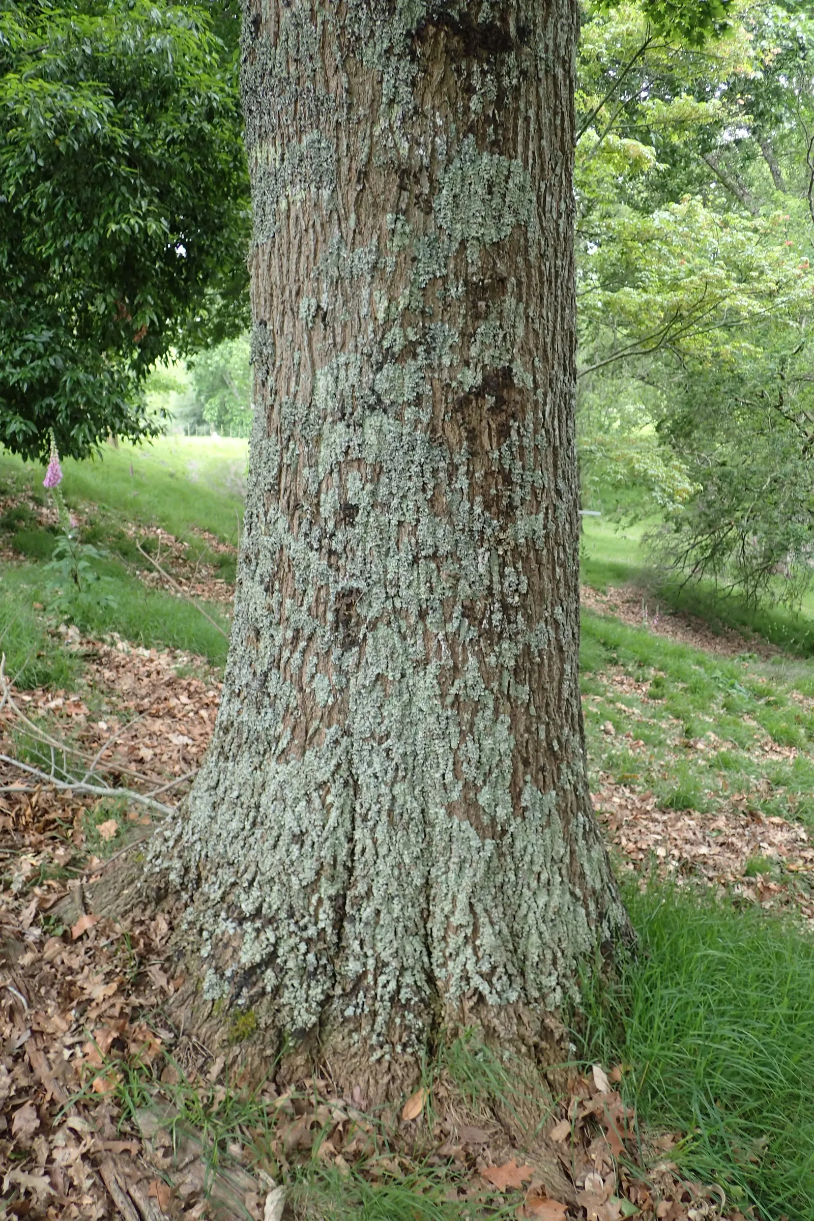 Shumard Oak (Quercus Shumardii) — and with ideal conditions; flourishing in USDA hardiness zones 5 through 9
