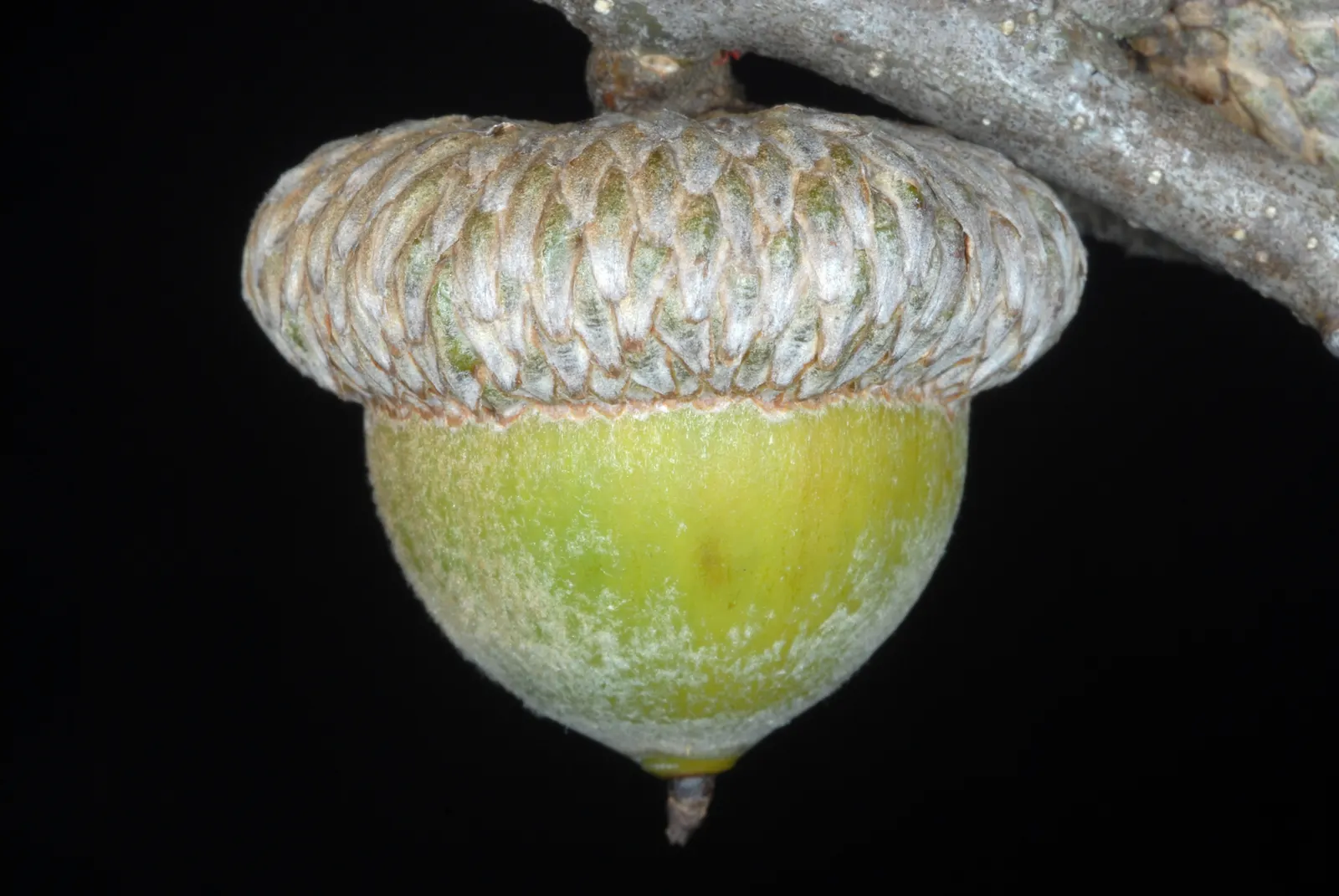 Shumard Oak (Quercus Shumardii) — This oak's deeply furrowed bark and spreading limbs contribute to its striking silhouette; with a 7-9 hardiness zone