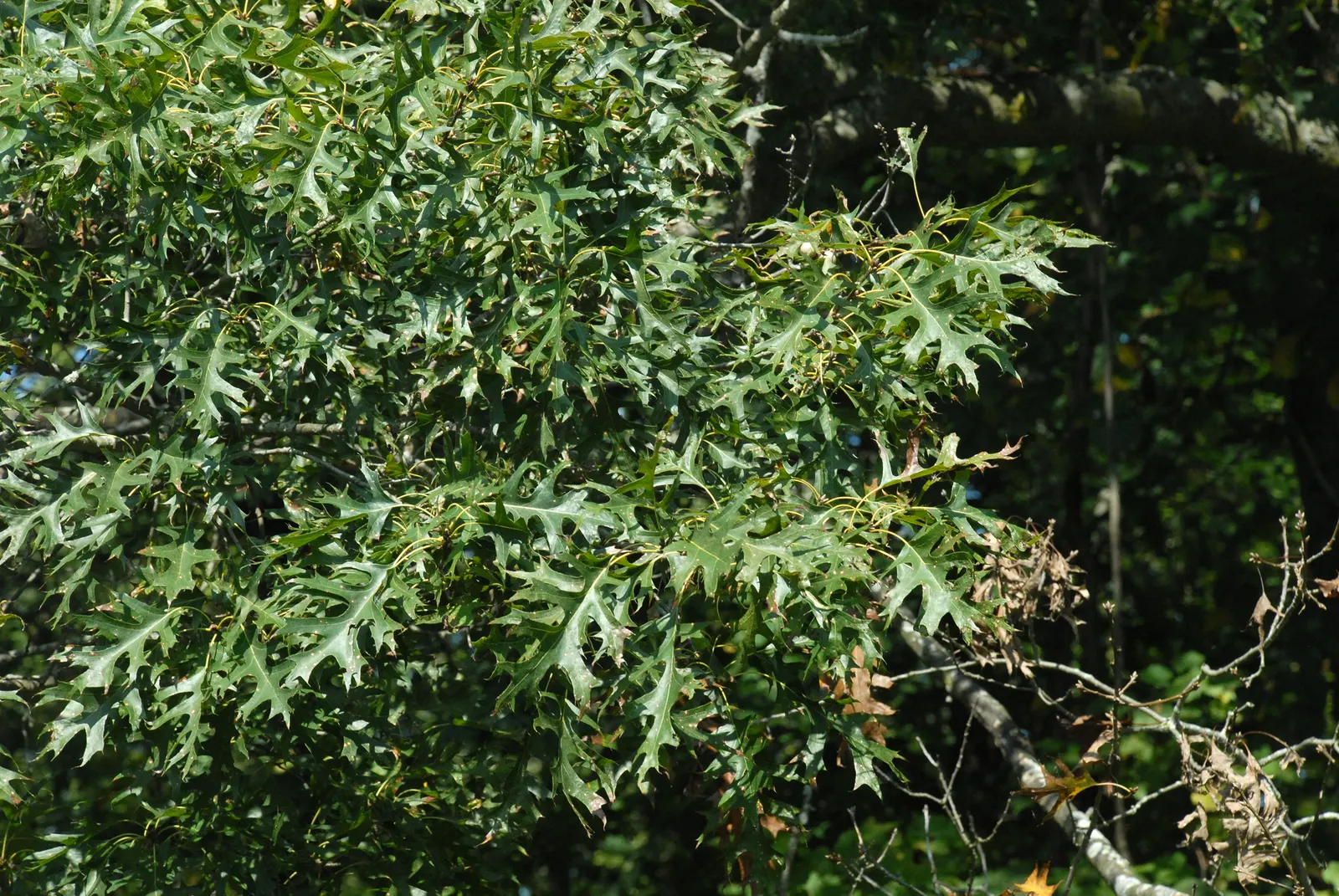 Shumard Oak (Quercus Shumardii) — which is often as wide as the tree is tall