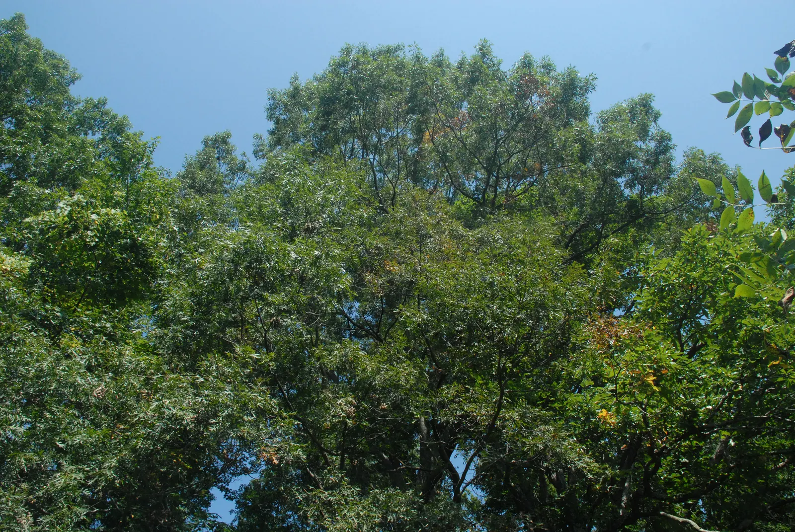 Shumard Oak (Quercus Shumardii) — particularly in the winter