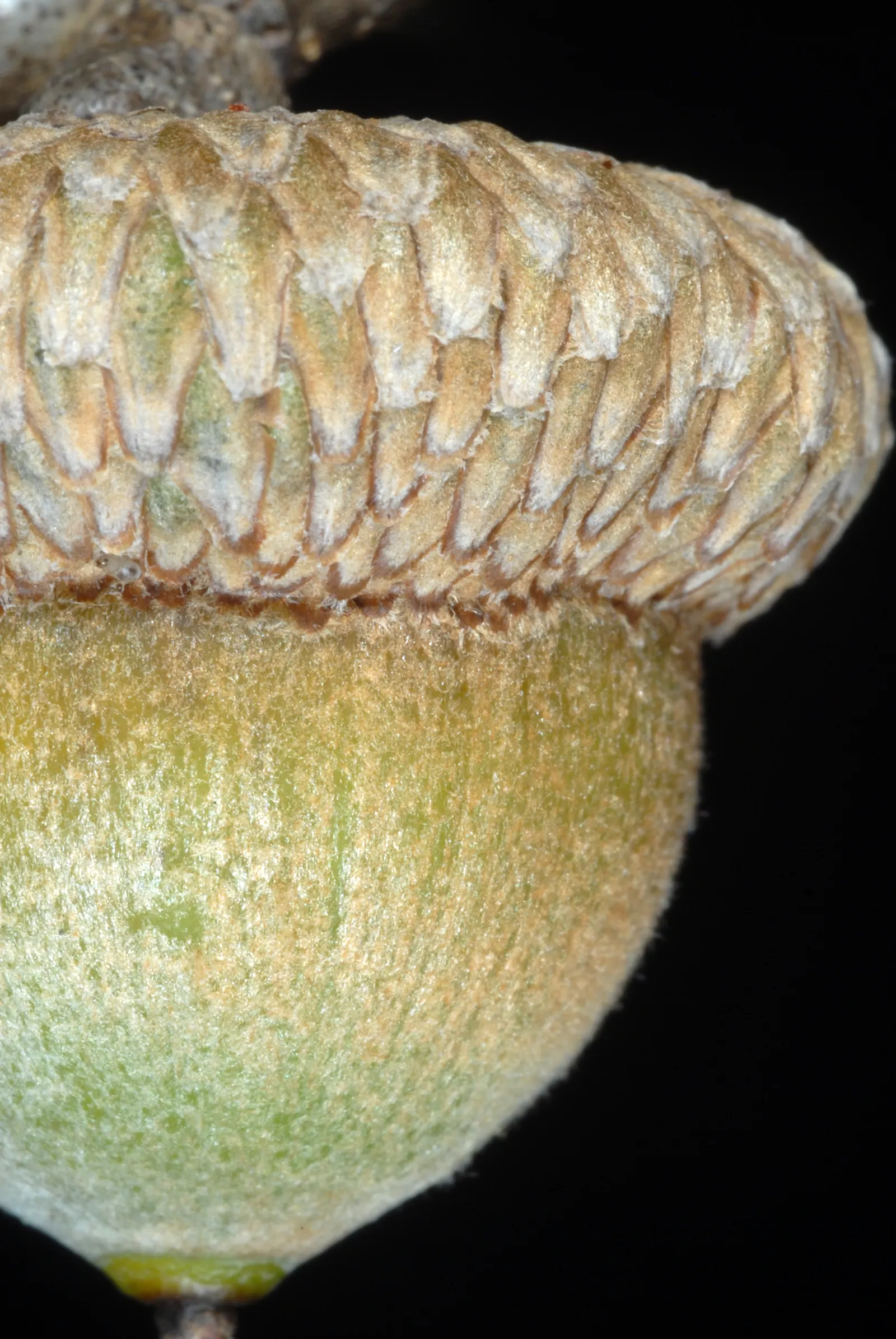 Shumard Oak (Quercus Shumardii) — an indicator of its adaptability to a range of climates; flourishing in USDA hardiness zones 5 through 9