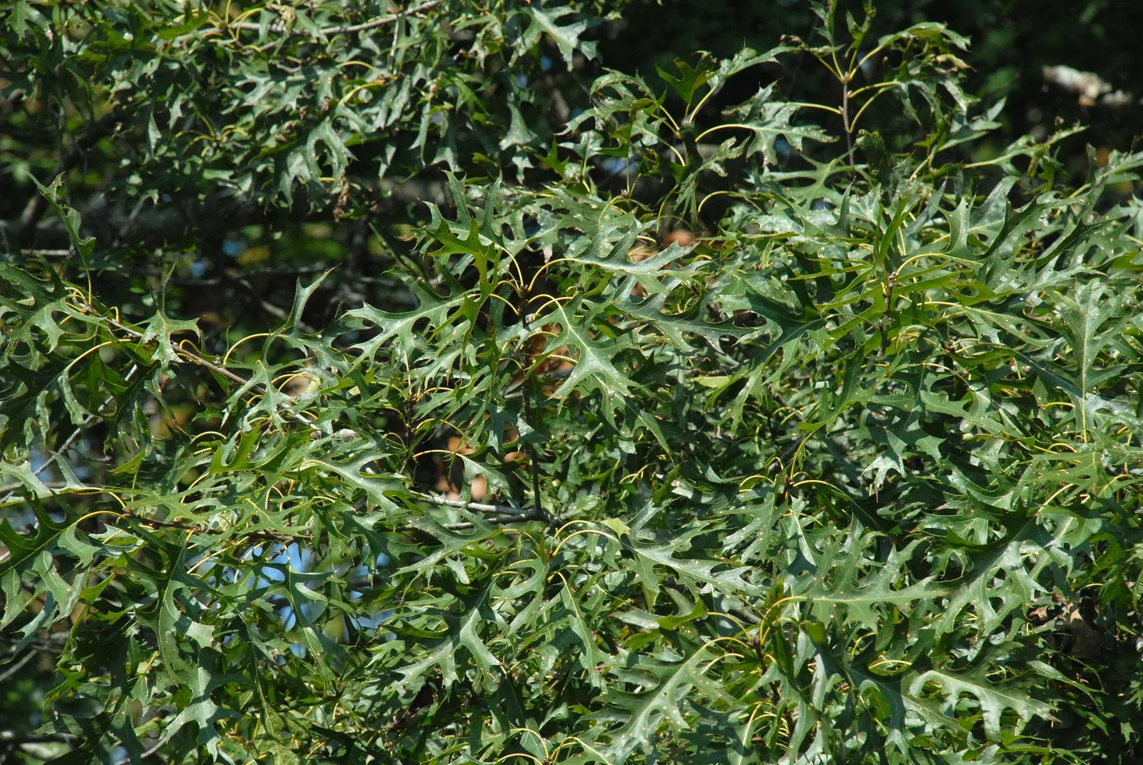 Shumard Oak (Quercus Shumardii) — Essential for diverse landscapes, it enhances ecological value; flourishing in USDA hardiness zones 5 through 9