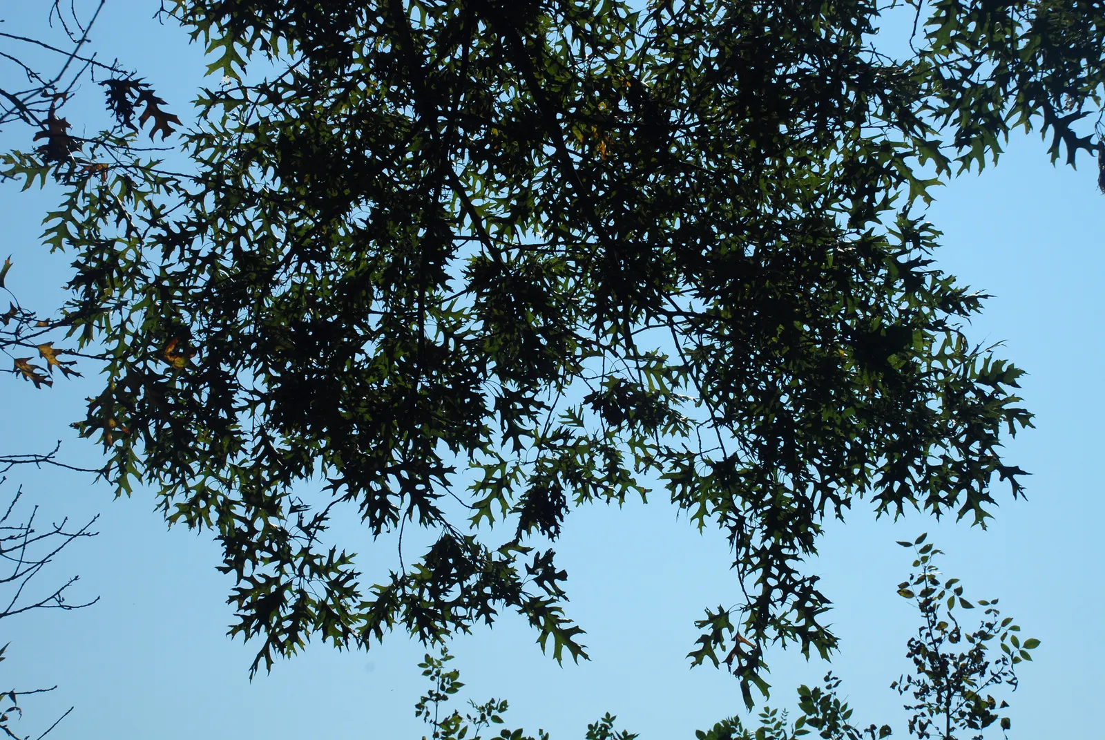 Shumard Oak (Quercus Shumardii) — adding to its ecological value