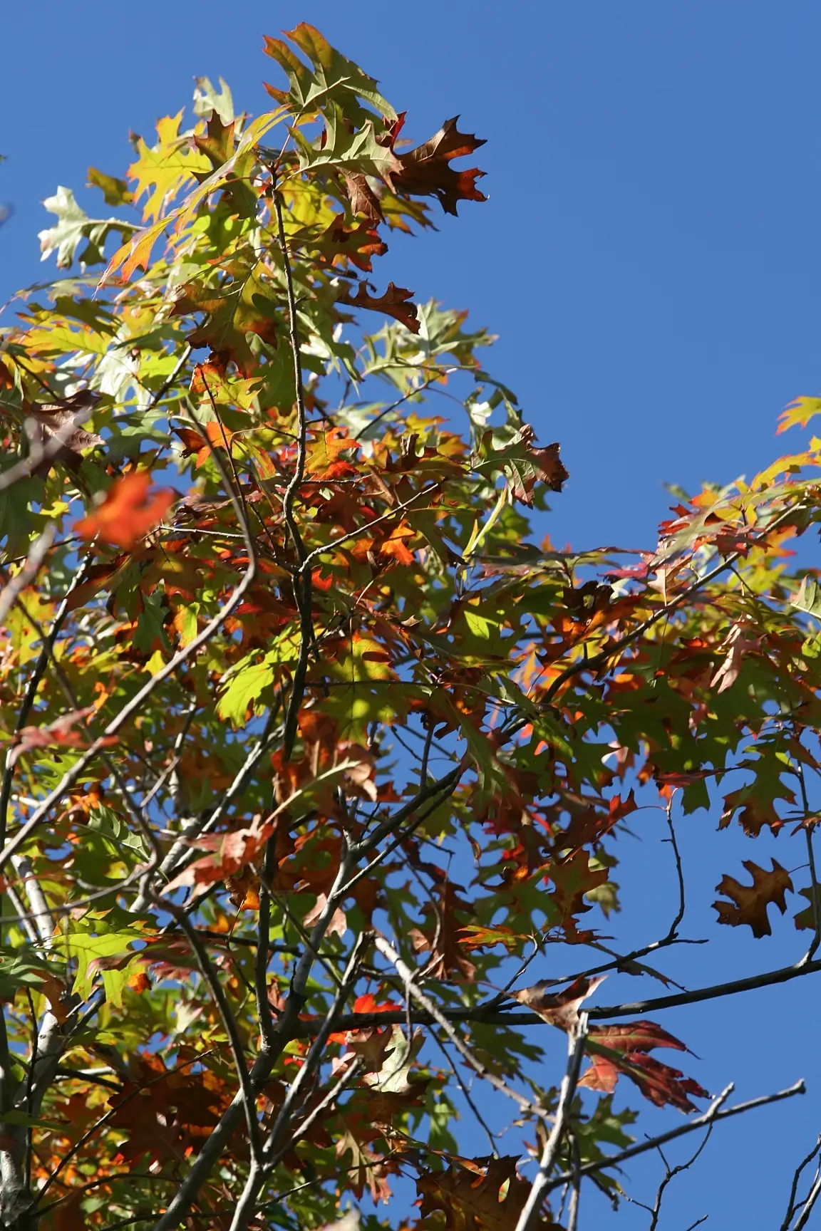 Shumard Oak (Quercus Shumardii) — Quercus shumardii is an investment in long-term grandeur