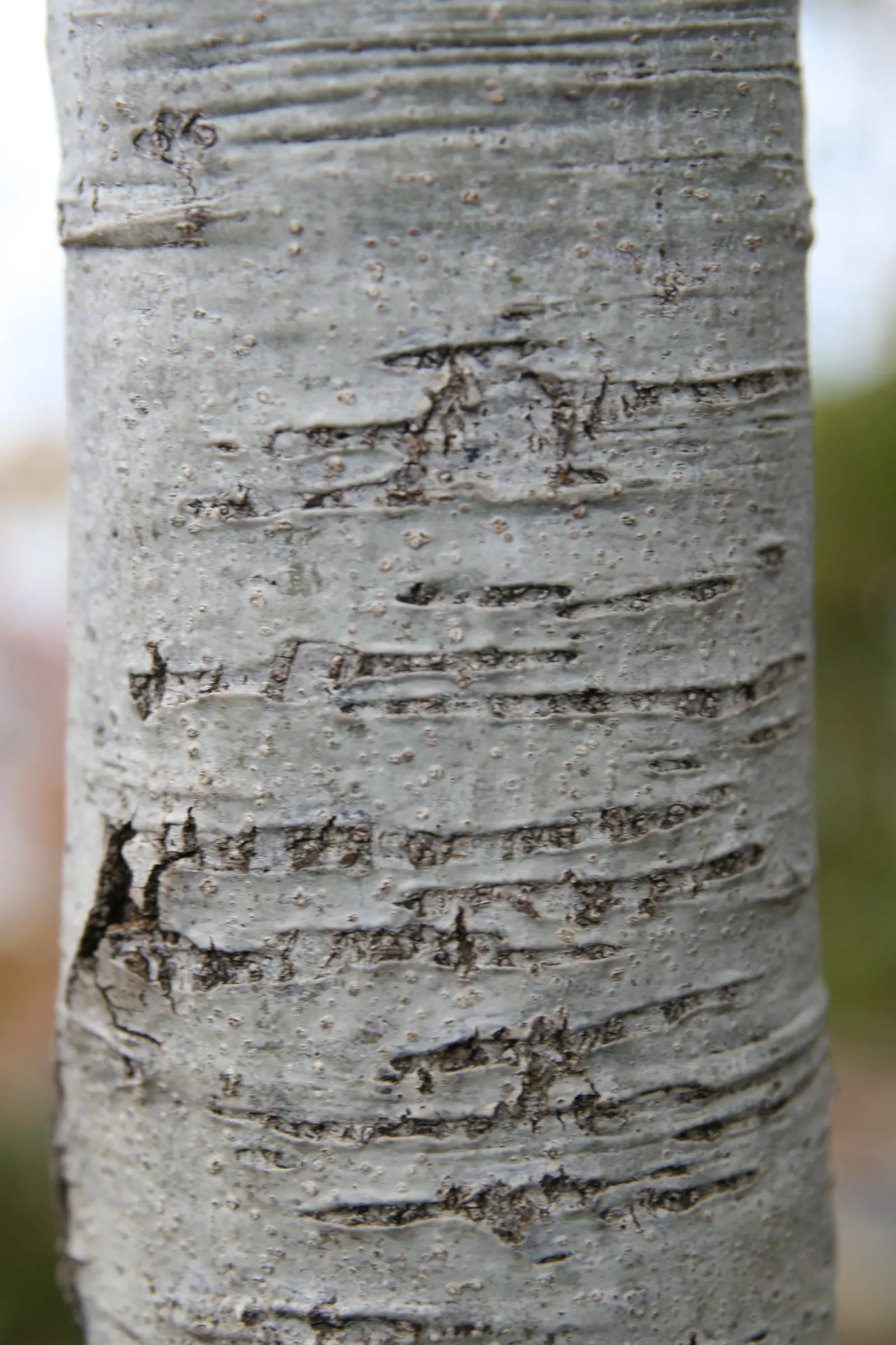 Shumard Oak (Quercus Shumardii) — A member of the red oak group; it can soar even higher up to about 100 feet