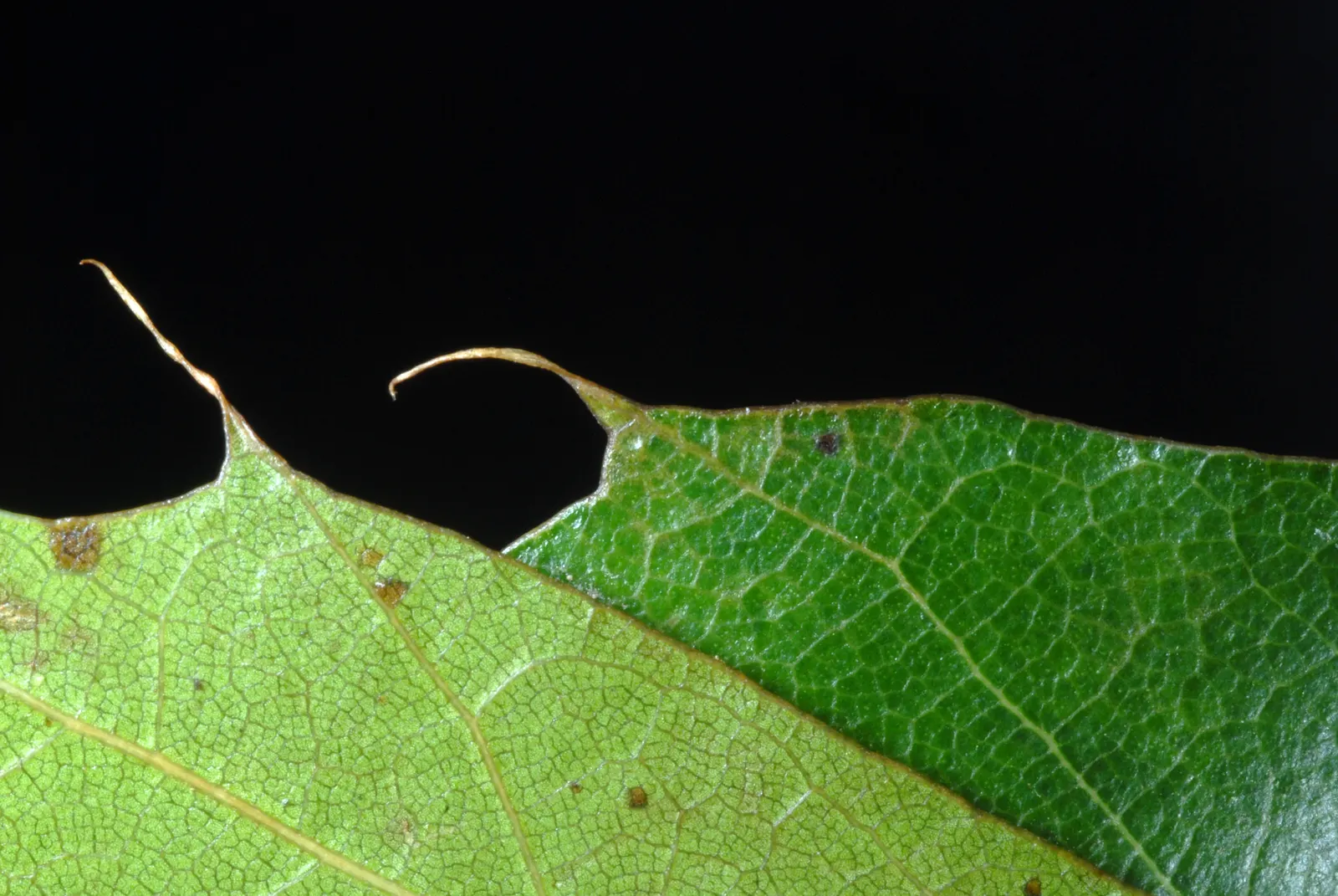 Shumard Oak (Quercus Shumardii) — When designing a landscape