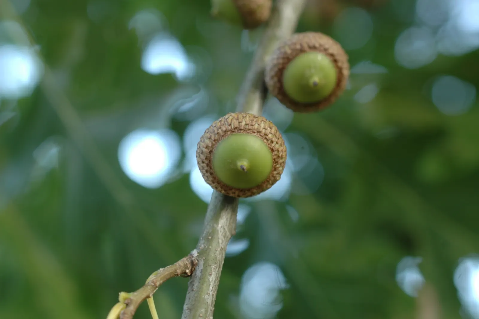 Shumard Oak (Quercus Shumardii) — This oak's deeply furrowed bark and spreading limbs contribute to its striking silhouette