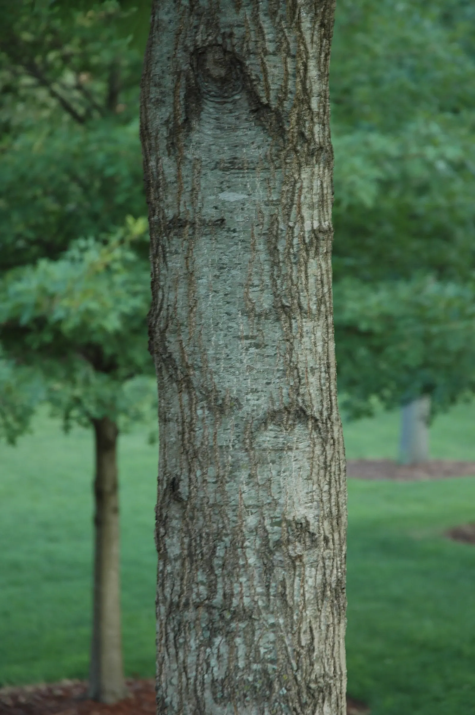 Shumard Oak (Quercus Shumardii) — requiring moderate maintenance and providing year-round interest in expansive garden designs