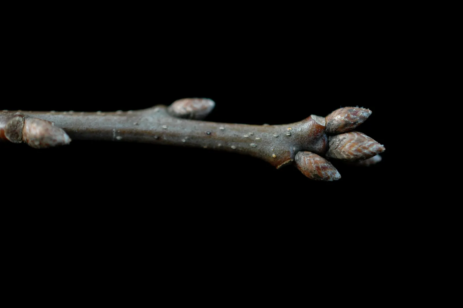 Shumard Oak (Quercus Shumardii) — Acorns from the Shumard Oak