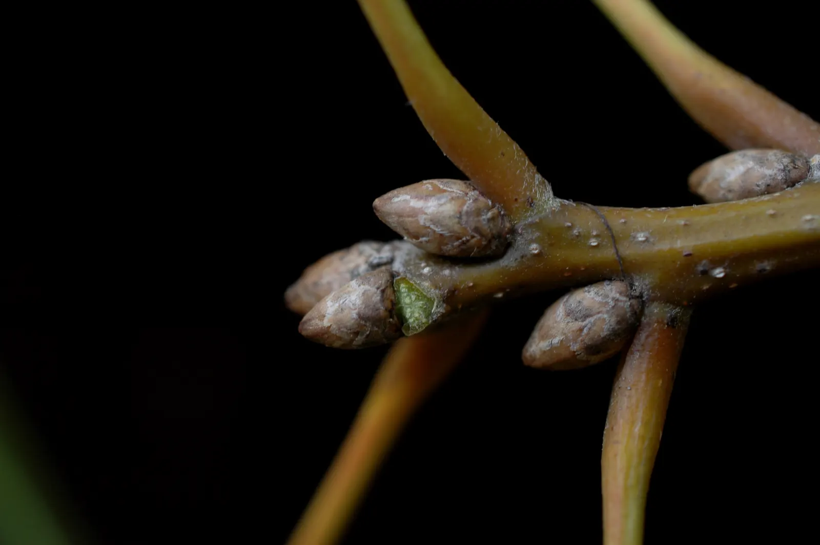 Shumard Oak (Quercus Shumardii) — flourishing in USDA hardiness zones 5 through 9; with a 7-9 hardiness zone adaptability