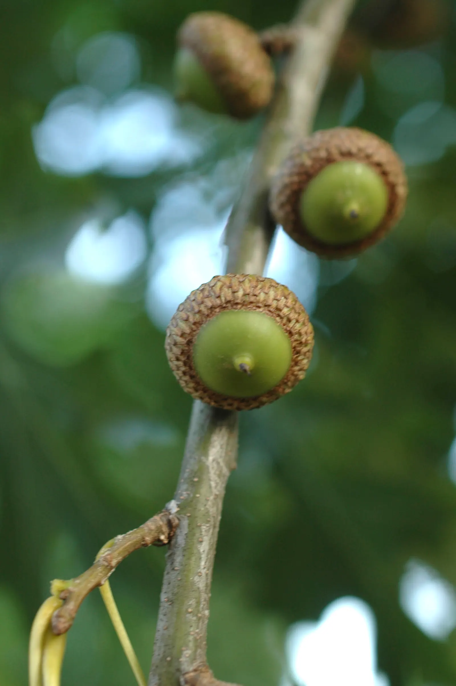 Shumard Oak (Quercus Shumardii) — transitioning from a lush
