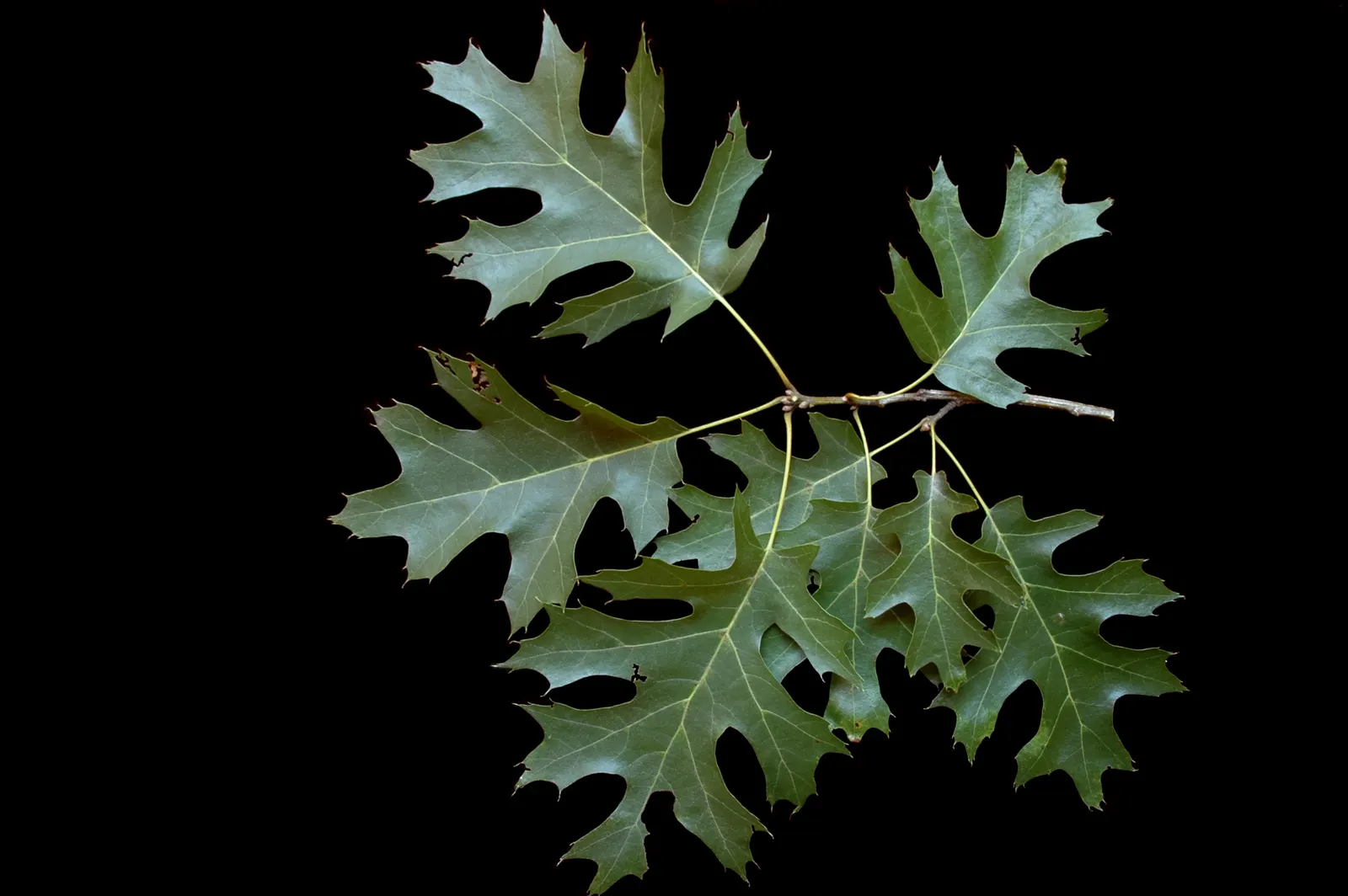 Shumard Oak (Quercus Shumardii) — particularly in the winter; flourishing in USDA hardiness zones 5 through 9
