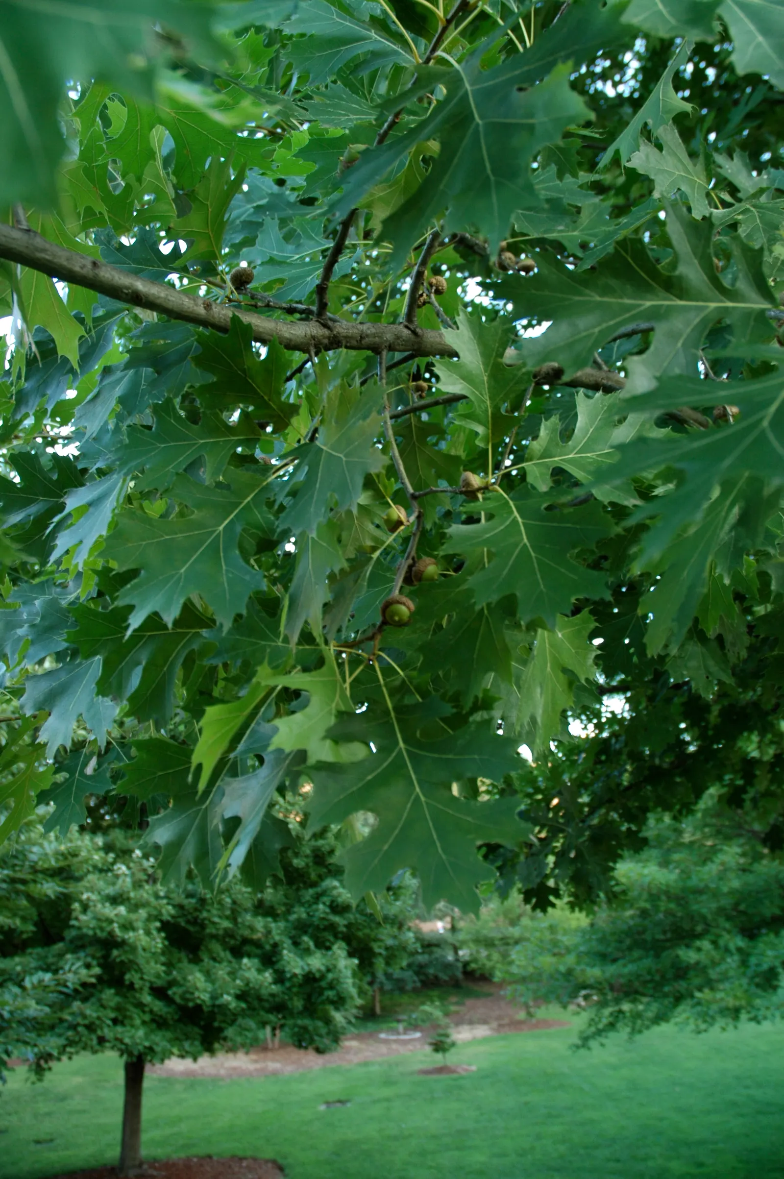 Shumard Oak (Quercus Shumardii) — tree with green blooms
