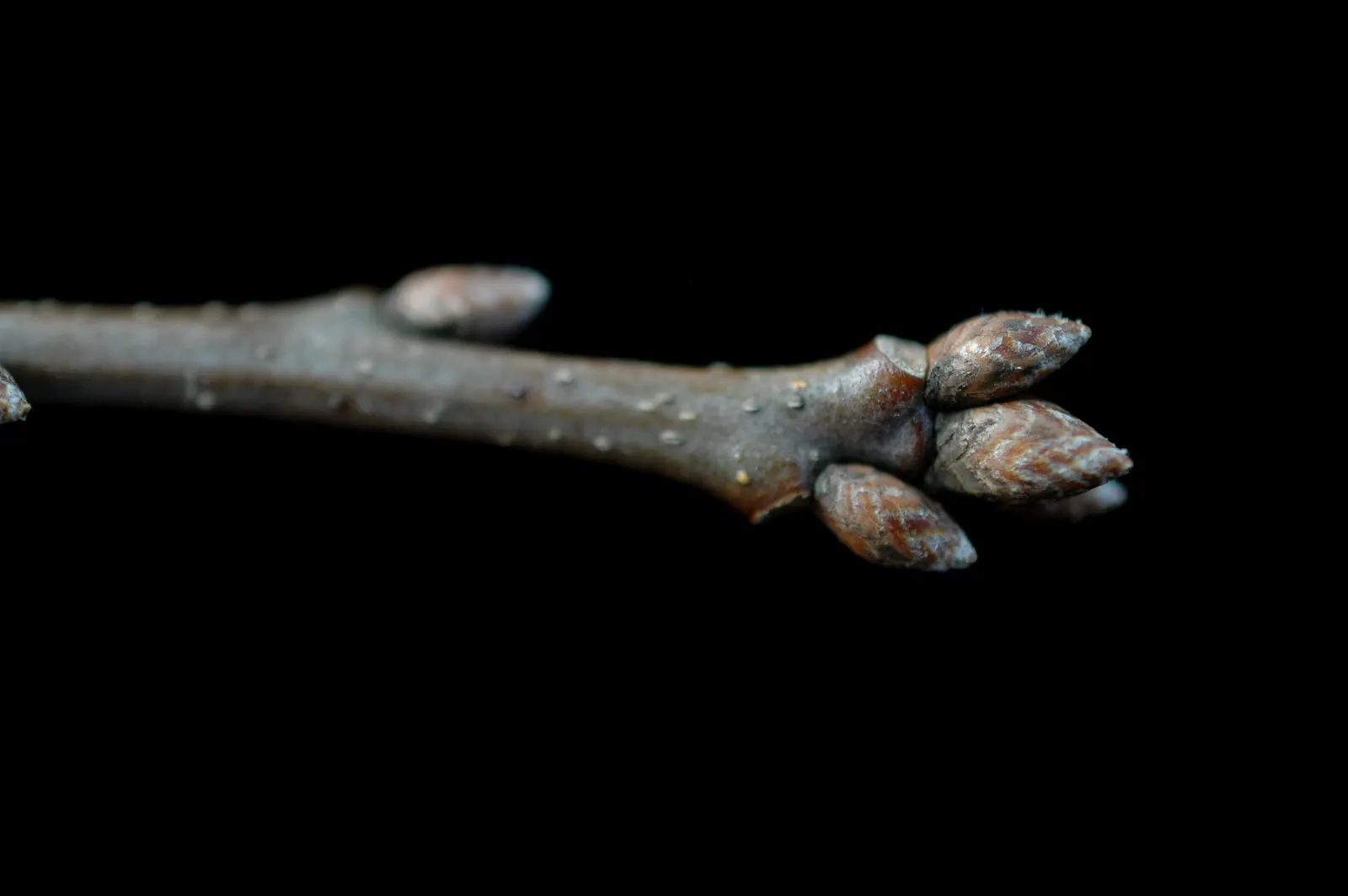 Shumard Oak (Quercus Shumardii) — the Shumard Oak is distinguished by its canopy which; serve as a food source to local wildlife