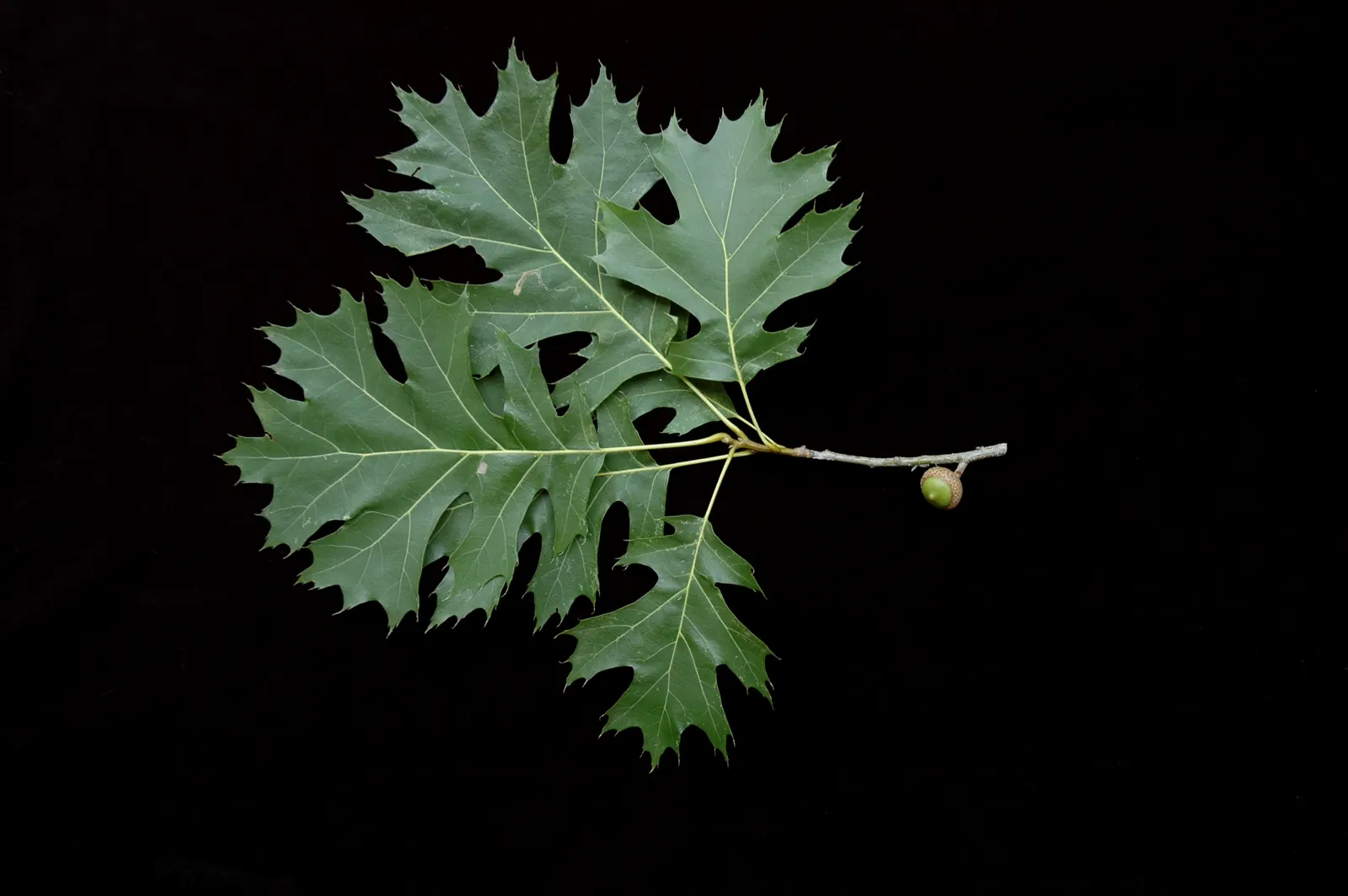 Shumard Oak (Quercus Shumardii) — tree for full