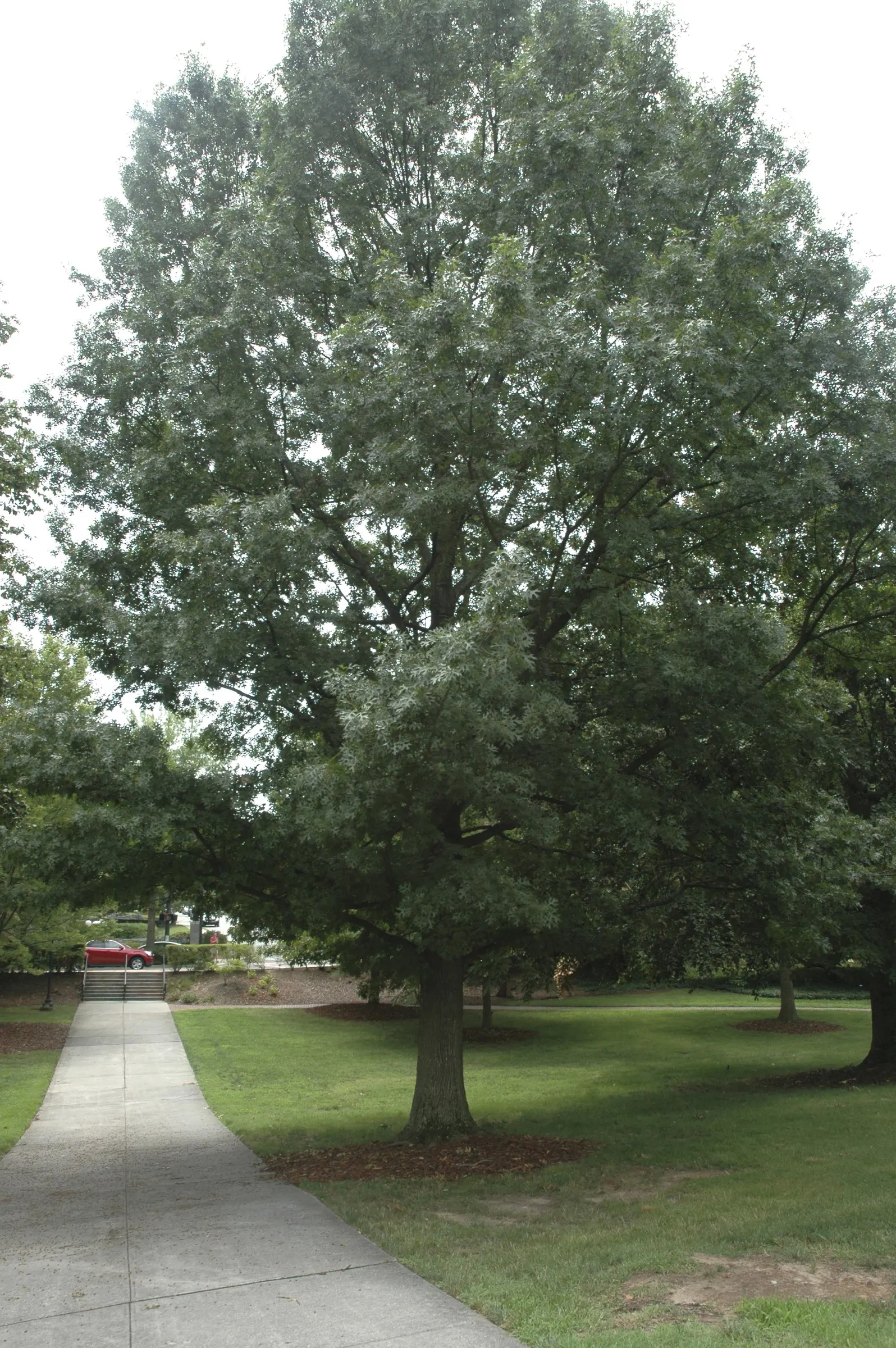 Shumard Oak (Quercus Shumardii) — typically about one inch in size