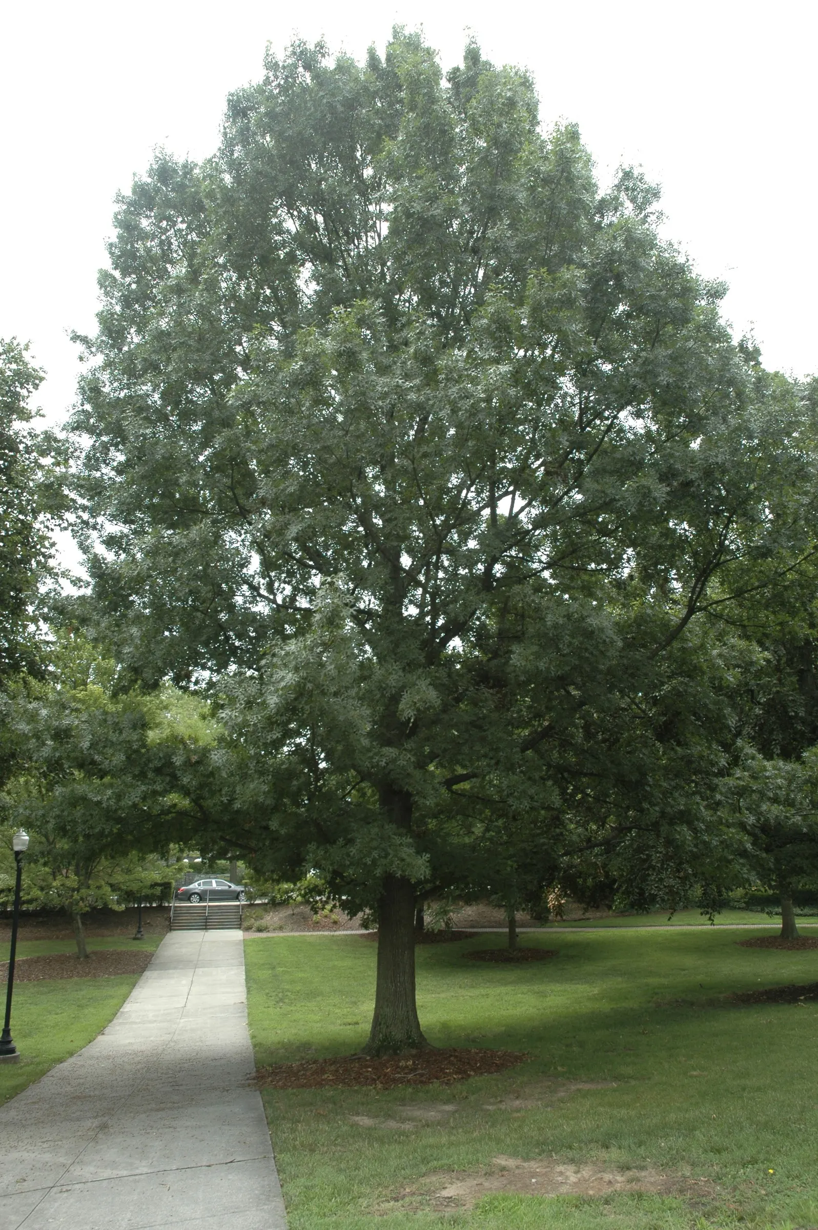 Shumard Oak (Quercus Shumardii) — scientifically known as Quercus shumardii; it can soar even higher up to about 100 feet