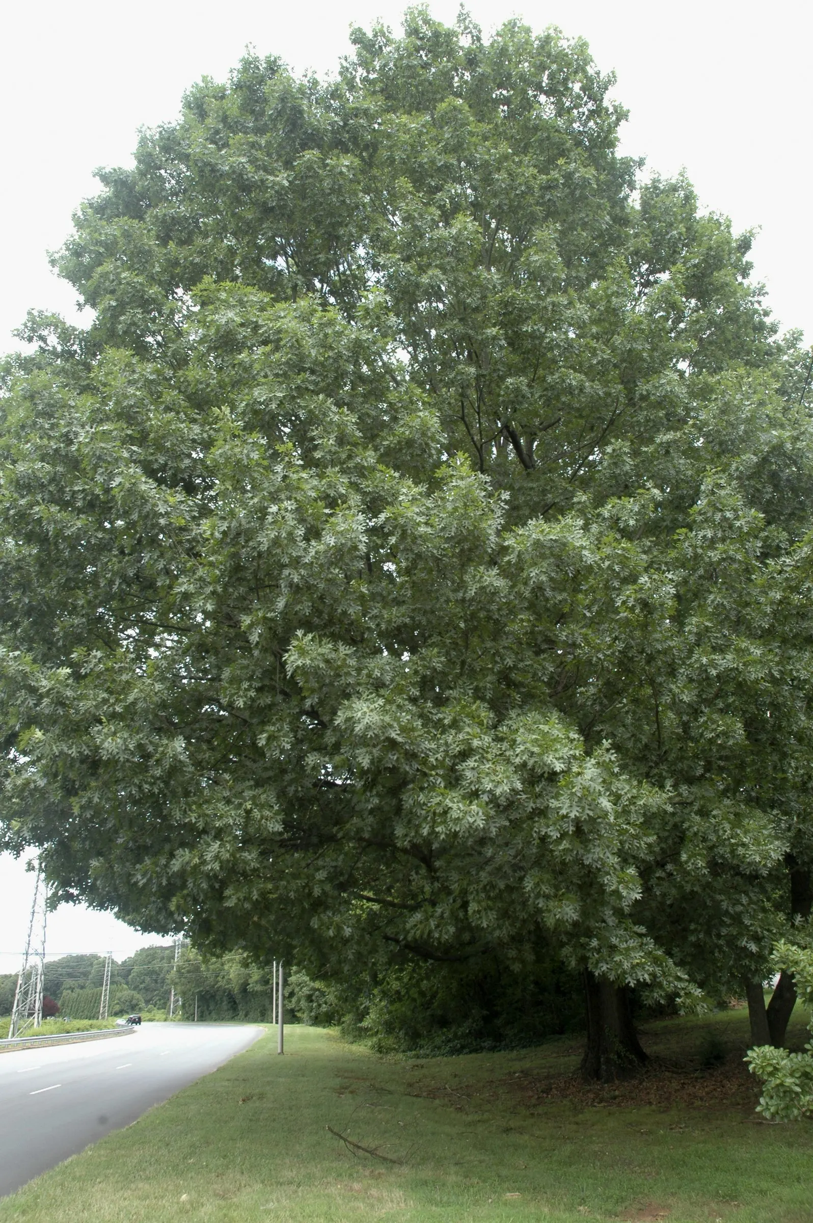Shumard Oak (Quercus Shumardii) — flourishing in USDA hardiness zones 5 through 9