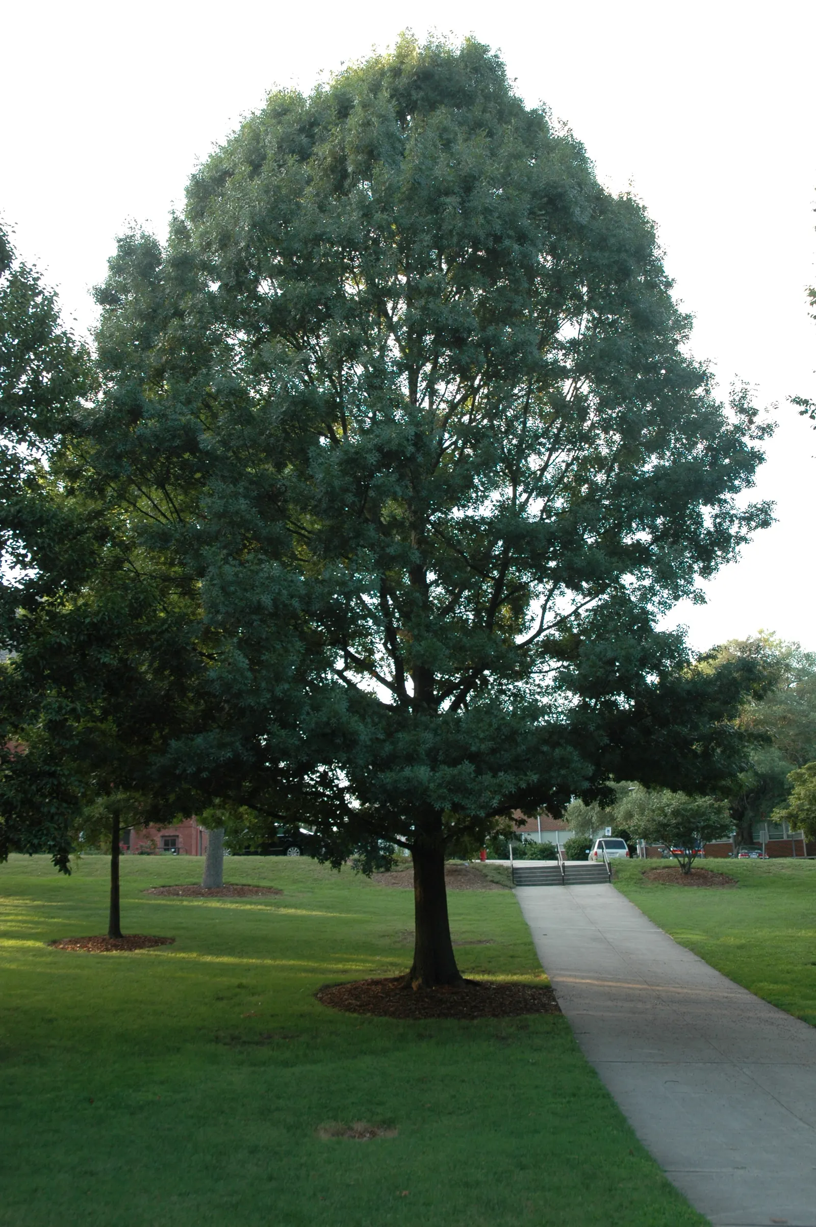 Shumard Oak (Quercus Shumardii) — green flowers in the garden