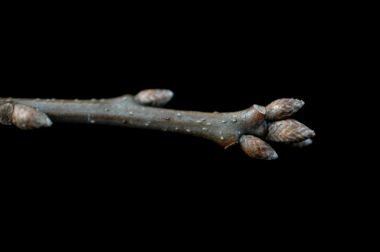 Shumard Oak (Quercus Shumardii) — it can soar even higher up to about 100 feet, image 53