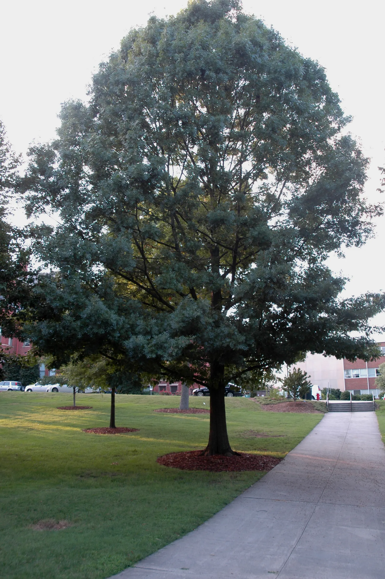 Shumard Oak (Quercus Shumardii) — scientifically known as Quercus shumardii