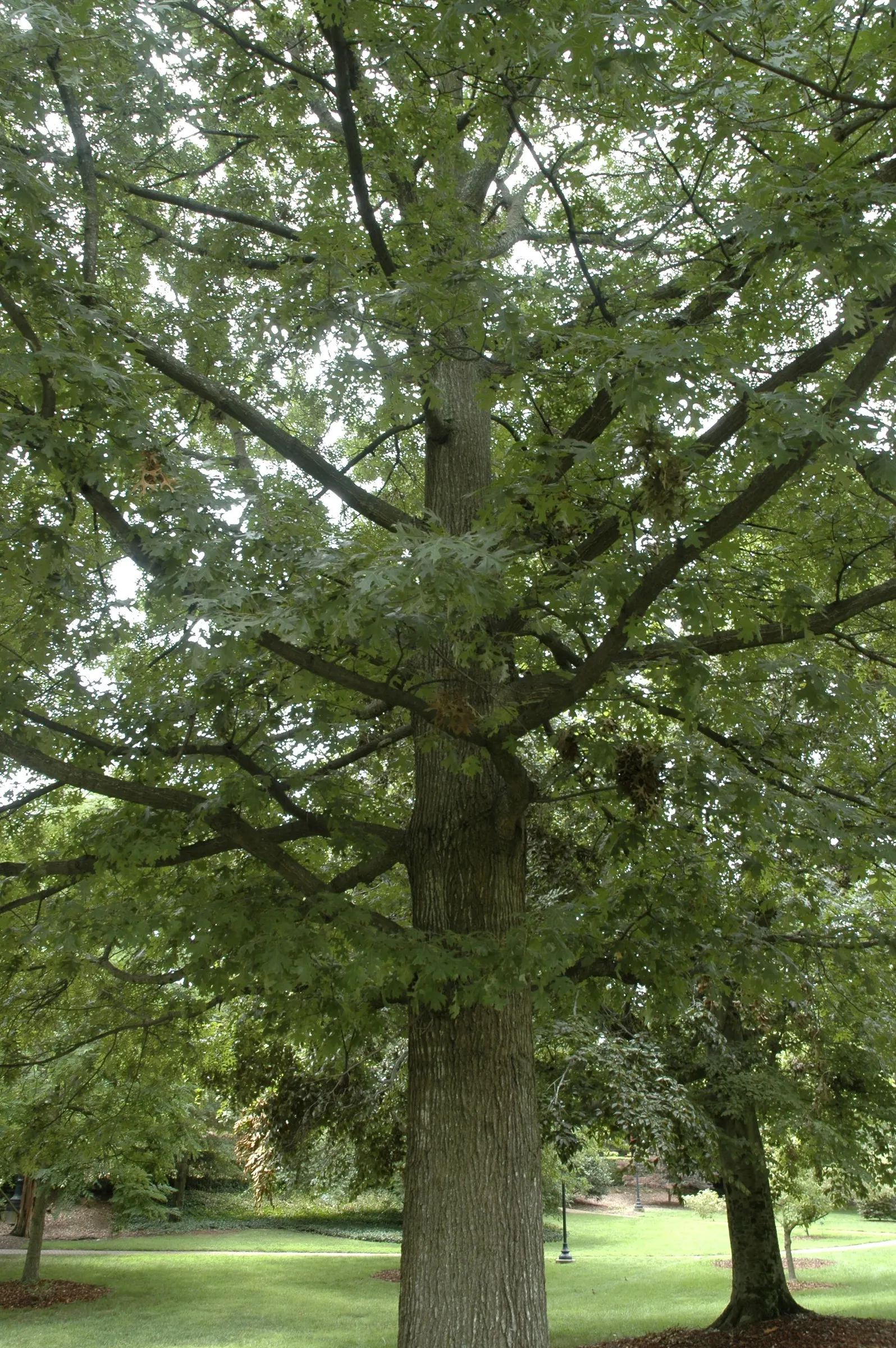 Shumard Oak (Quercus Shumardii) — The majestic tree itself soars to a height of 40 to 60 feet; with a 7-9 hardiness zone adaptability