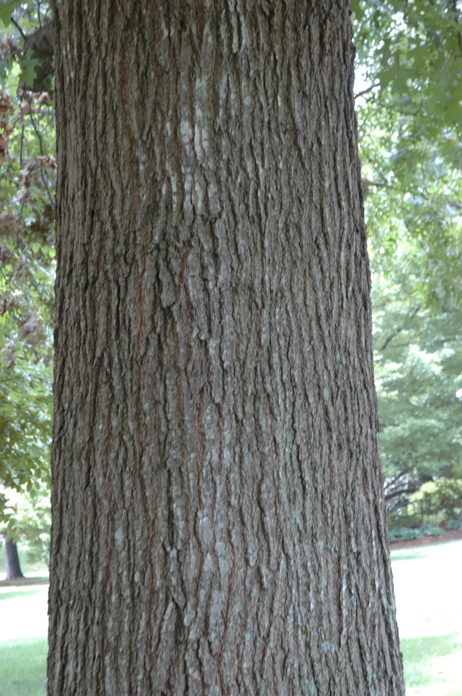 Shumard Oak (Quercus Shumardii) — With a 7-9 hardiness zone adaptability; serve as a food source to local wildlife