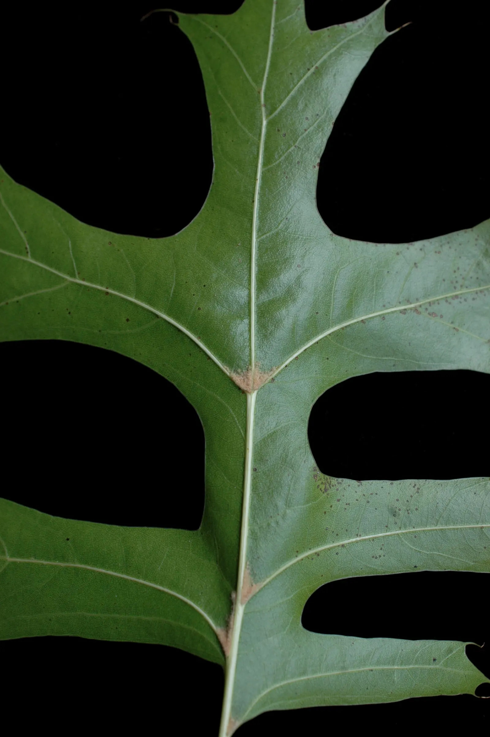 Shumard Oak (Quercus Shumardii) — serve as a food source to local wildlife