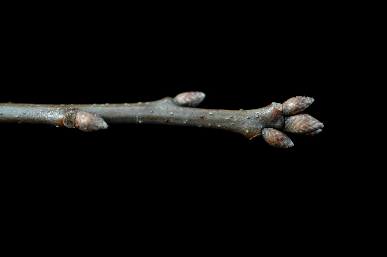 Shumard Oak (Quercus Shumardii) — it can soar even higher up to about 100 feet