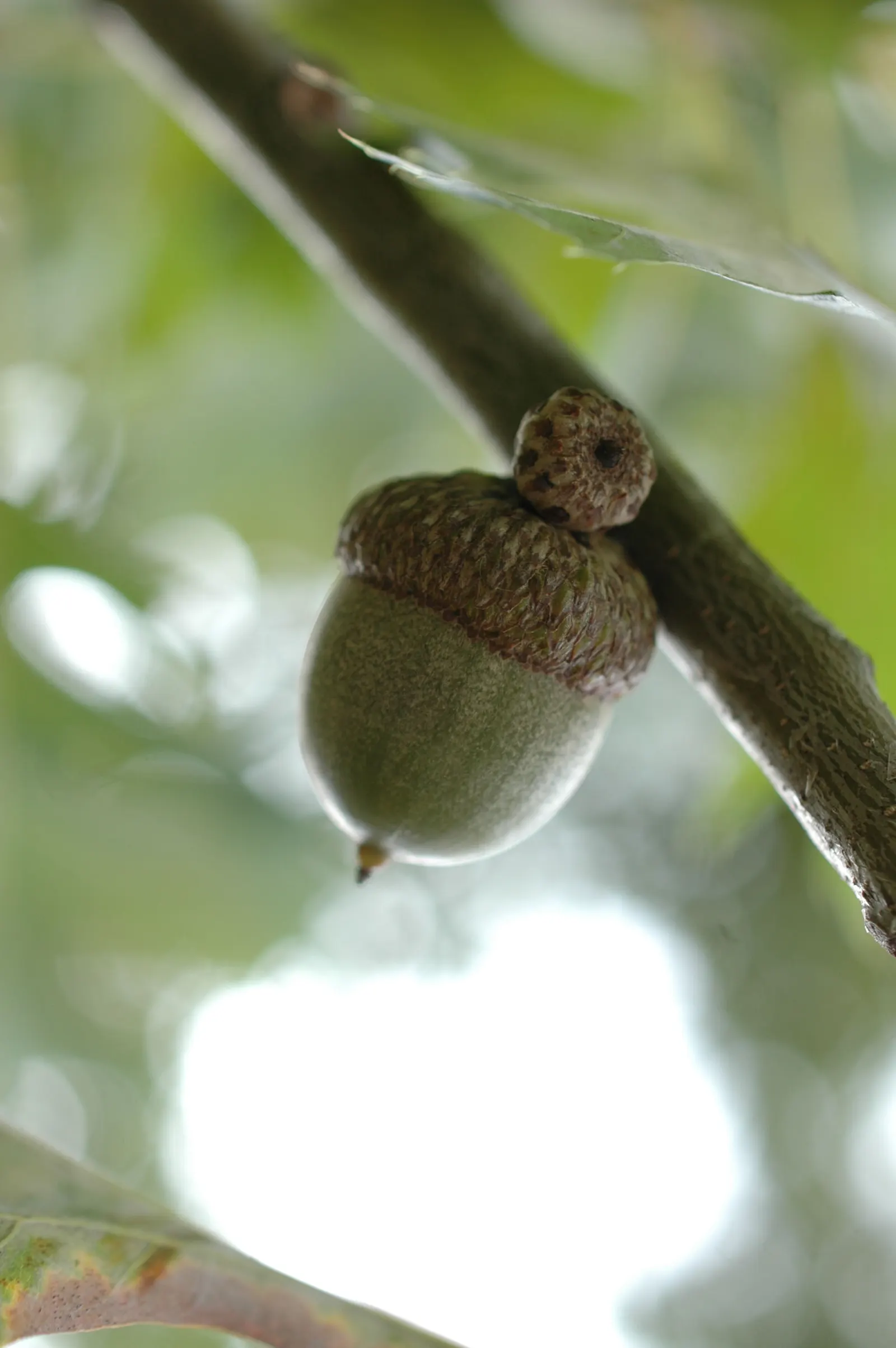 Shumard Oak (Quercus Shumardii) — Essential for diverse landscapes, it enhances ecological value