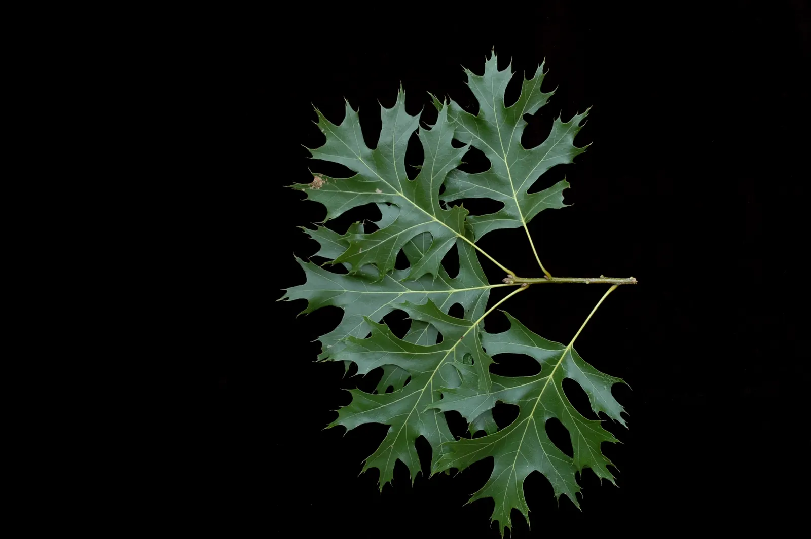 Shumard Oak (Quercus Shumardii) — maturing to a majestic 40 to 60 feet with a spread of 40 to 60 feet at a moderate pace; with a 7-9 hardiness zone adaptability