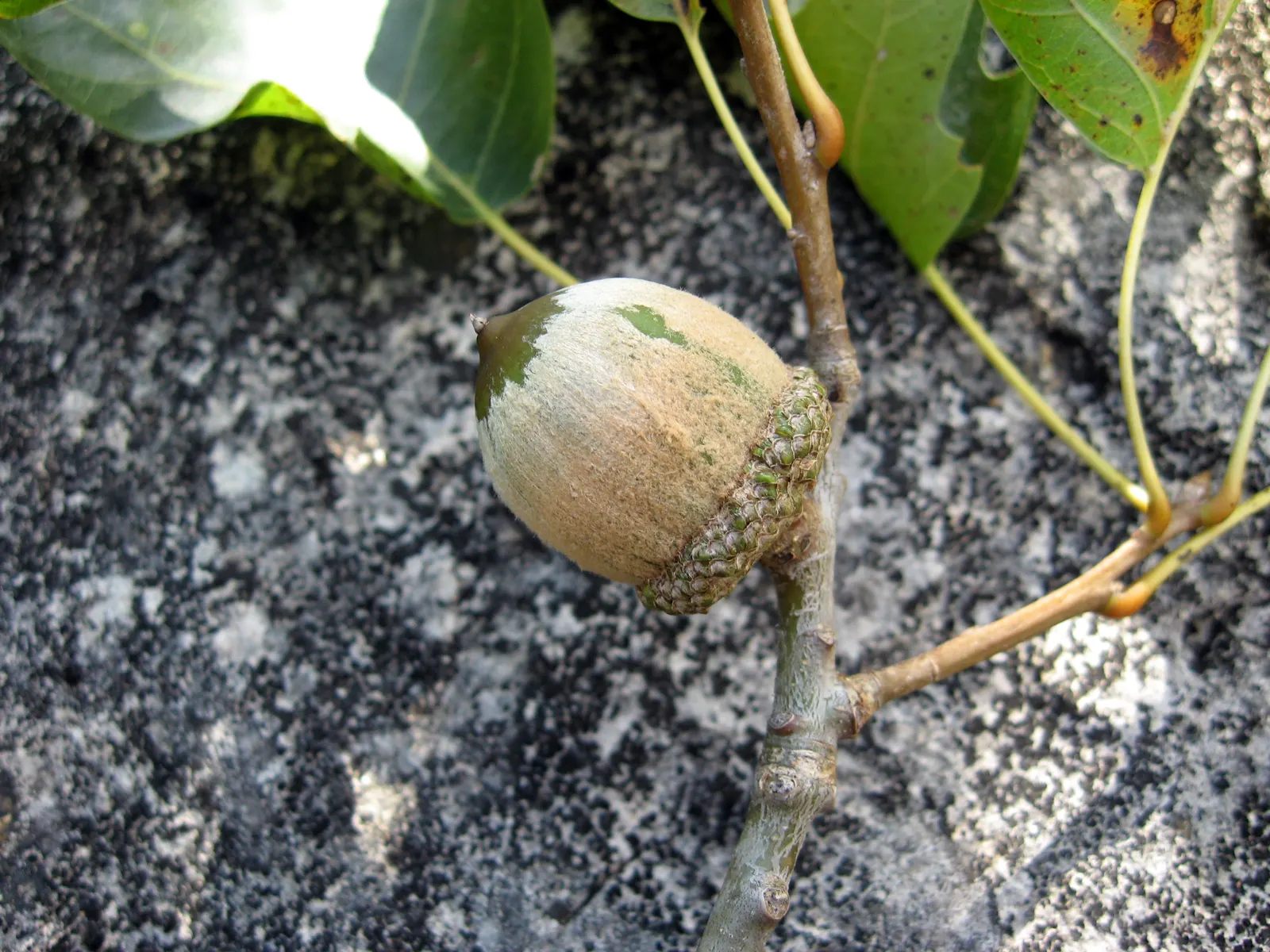 Shumard Oak (Quercus Shumardii) — It is native to North America; requiring moderate maintenance and providing year-round interest in expansive garden designs