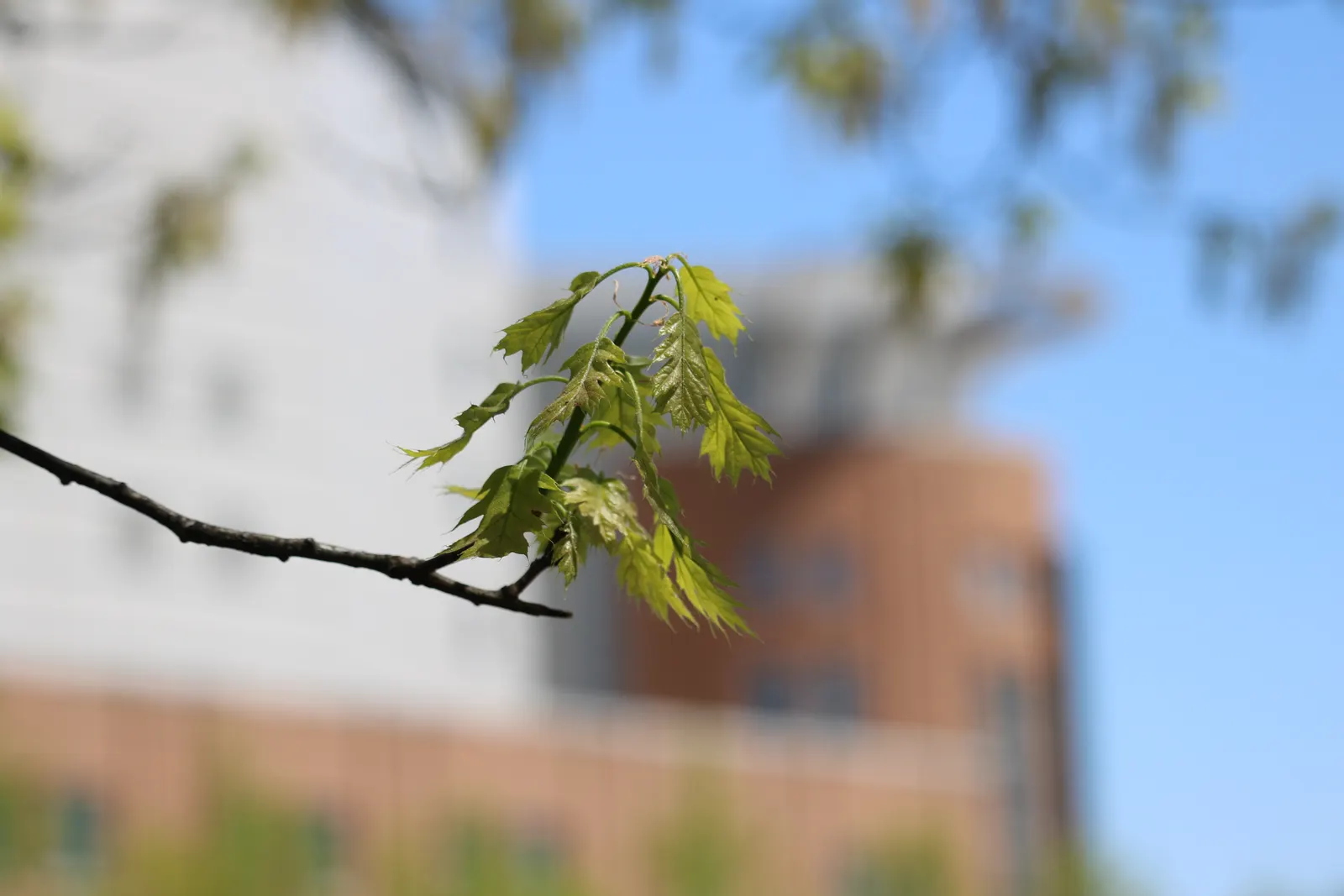 Shumard Oak (Quercus Shumardii) — an indicator of its adaptability to a range of climates