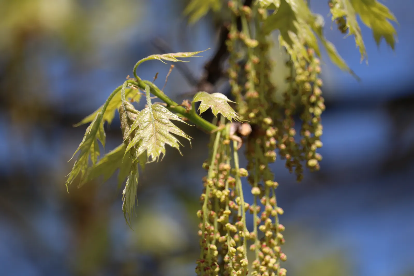 Shumard Oak (Quercus Shumardii) — It is native to North America