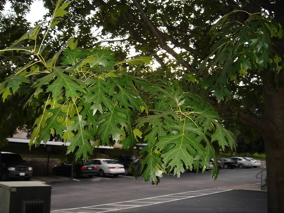 Shumard Oak (Quercus Shumardii) — Exhibits a striking red fall color and sturdy structure; flourishing in USDA hardiness zones 5 through 9