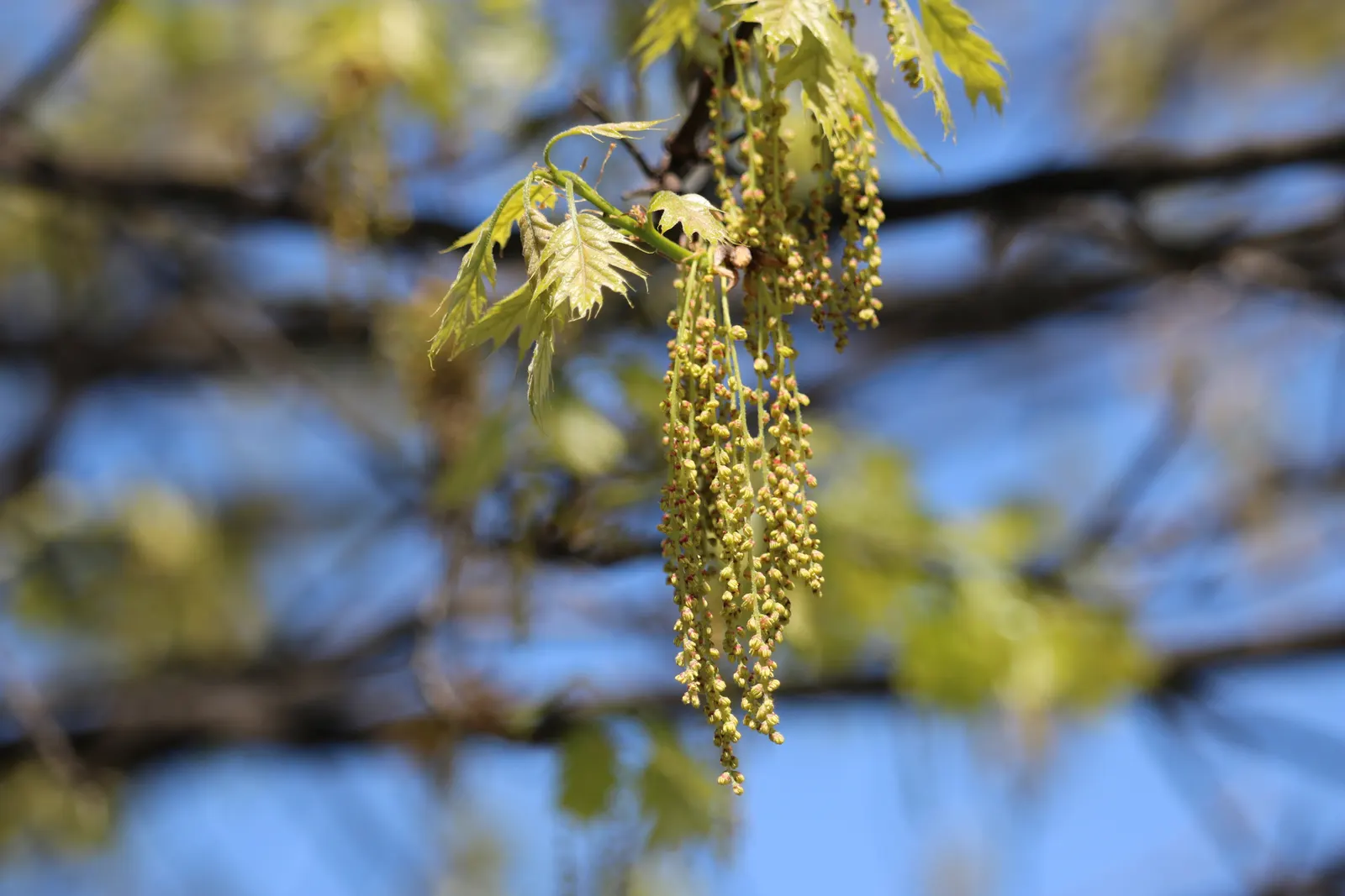 Shumard Oak (Quercus Shumardii) — and with ideal conditions