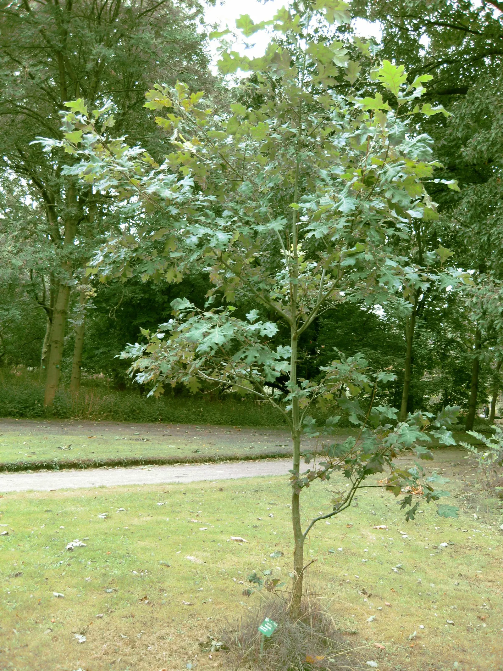 Shumard Oak (Quercus Shumardii) — With a 7-9 hardiness zone adaptability