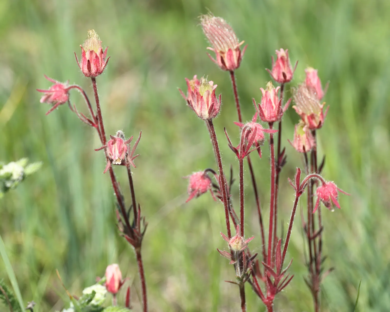Prairie Smoke (Geum Triflorum) — perennial for full or half; making it a delightful conversation piece for any client's garden