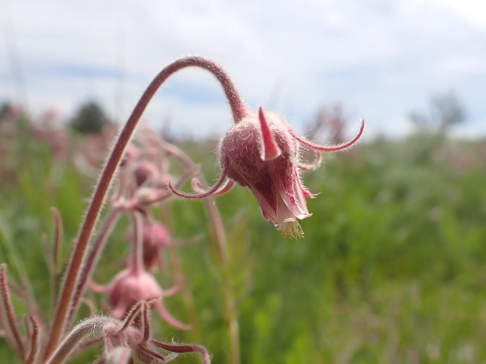 Prairie Smoke (Geum Triflorum) — attracting pollinators while requiring minimal maintenance; sandy or loamy soil but is quite adaptable to various, image 118