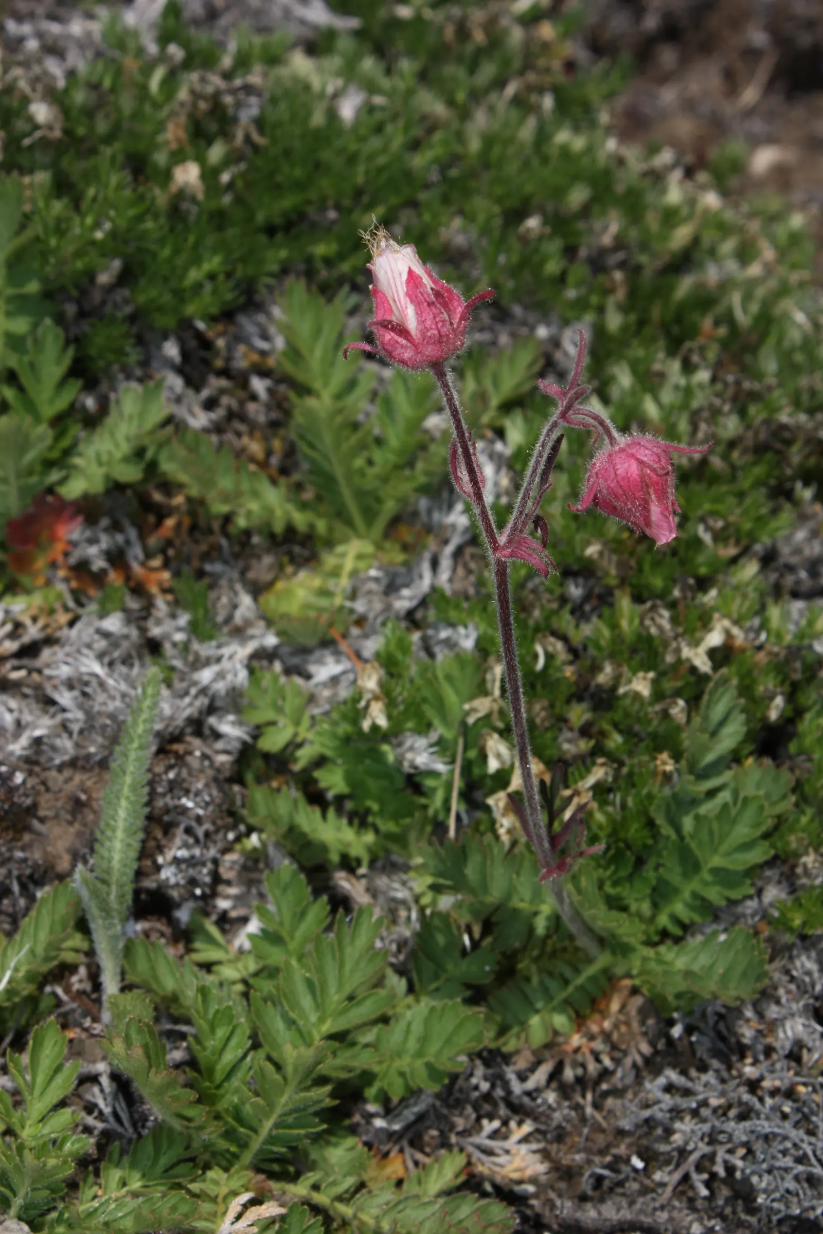 Prairie Smoke (Geum Triflorum) — pink and red flowers in the garden; sandy or loamy soil but is quite adaptable to various soil conditions, image 110